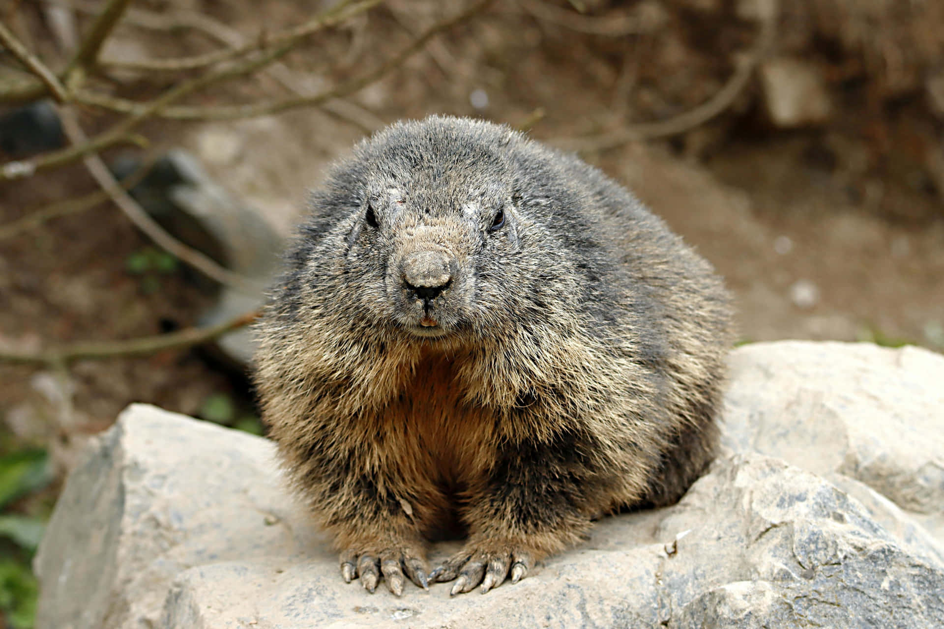 Alert Woodchuck On Rock.jpg Wallpaper