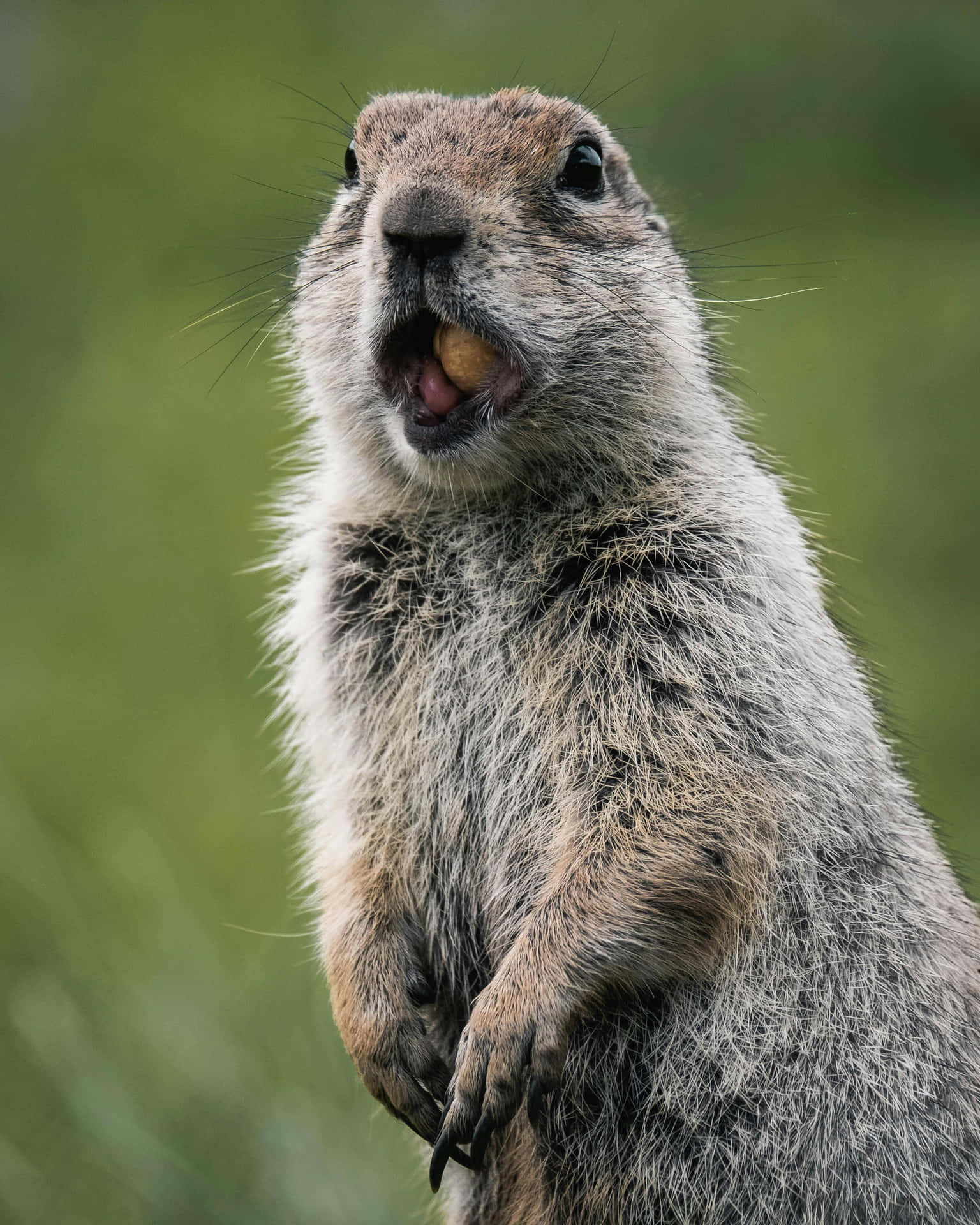 Alert Woodchuck Standing Green Background.jpg Wallpaper