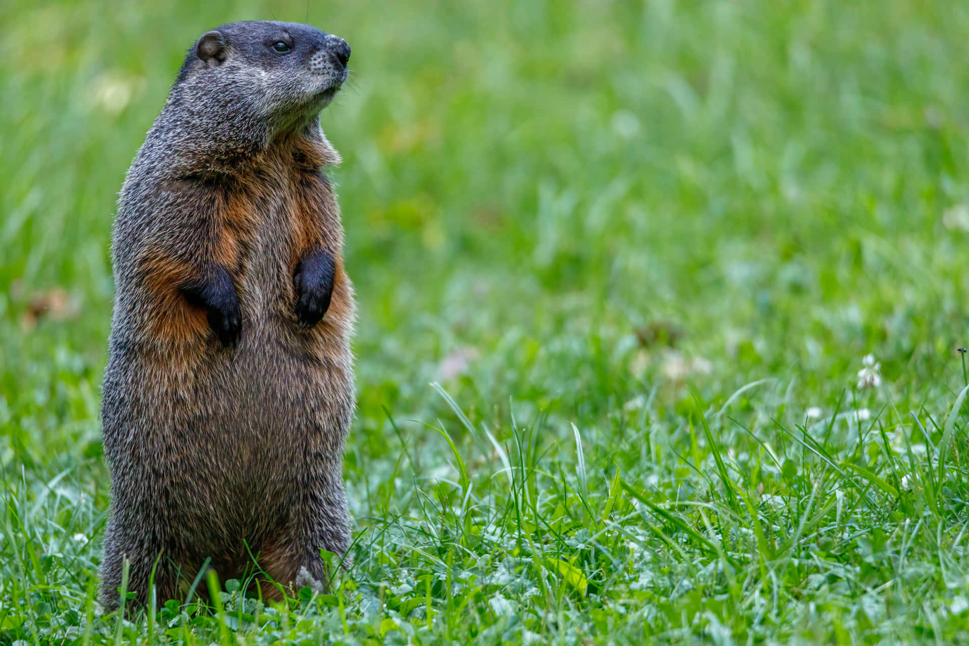 Alert Woodchuck Standing In Grass.jpg Wallpaper