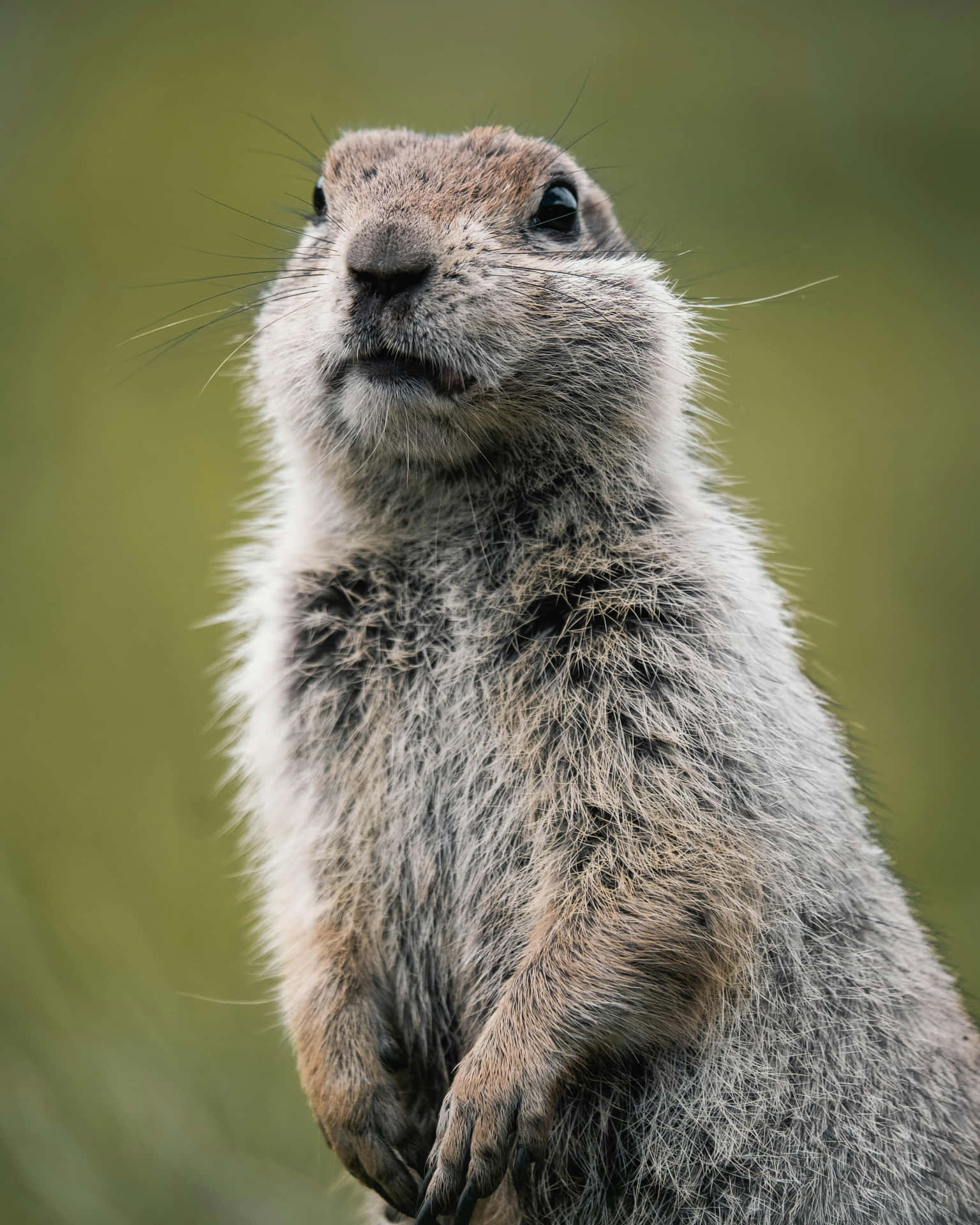 Alert Woodchuck Standing Wallpaper