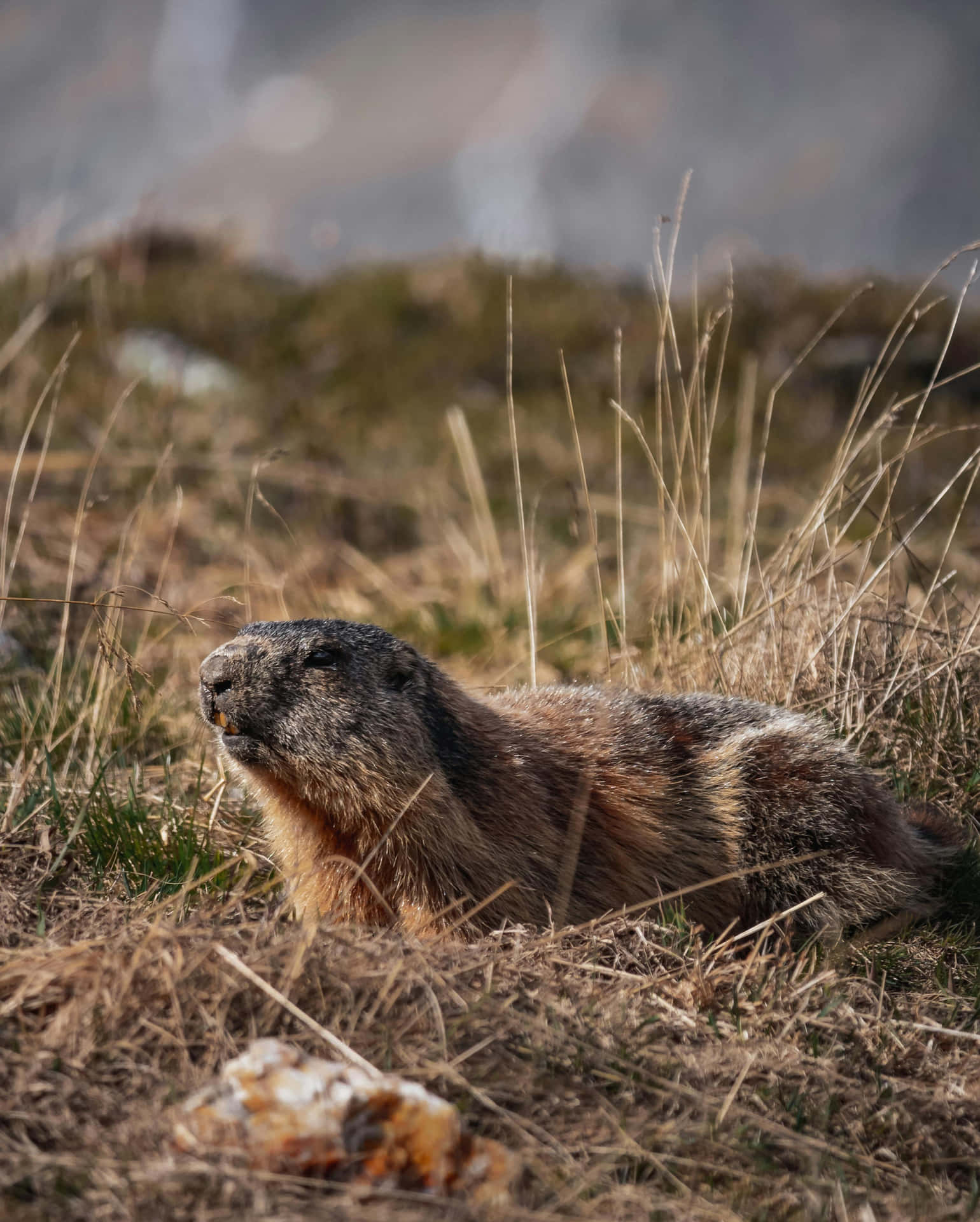 Alert Woodchuckin Grassland.jpg Wallpaper