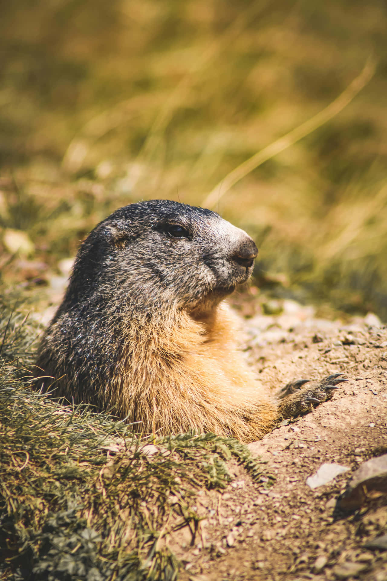 Alert Woodchuckin Nature.jpg Wallpaper