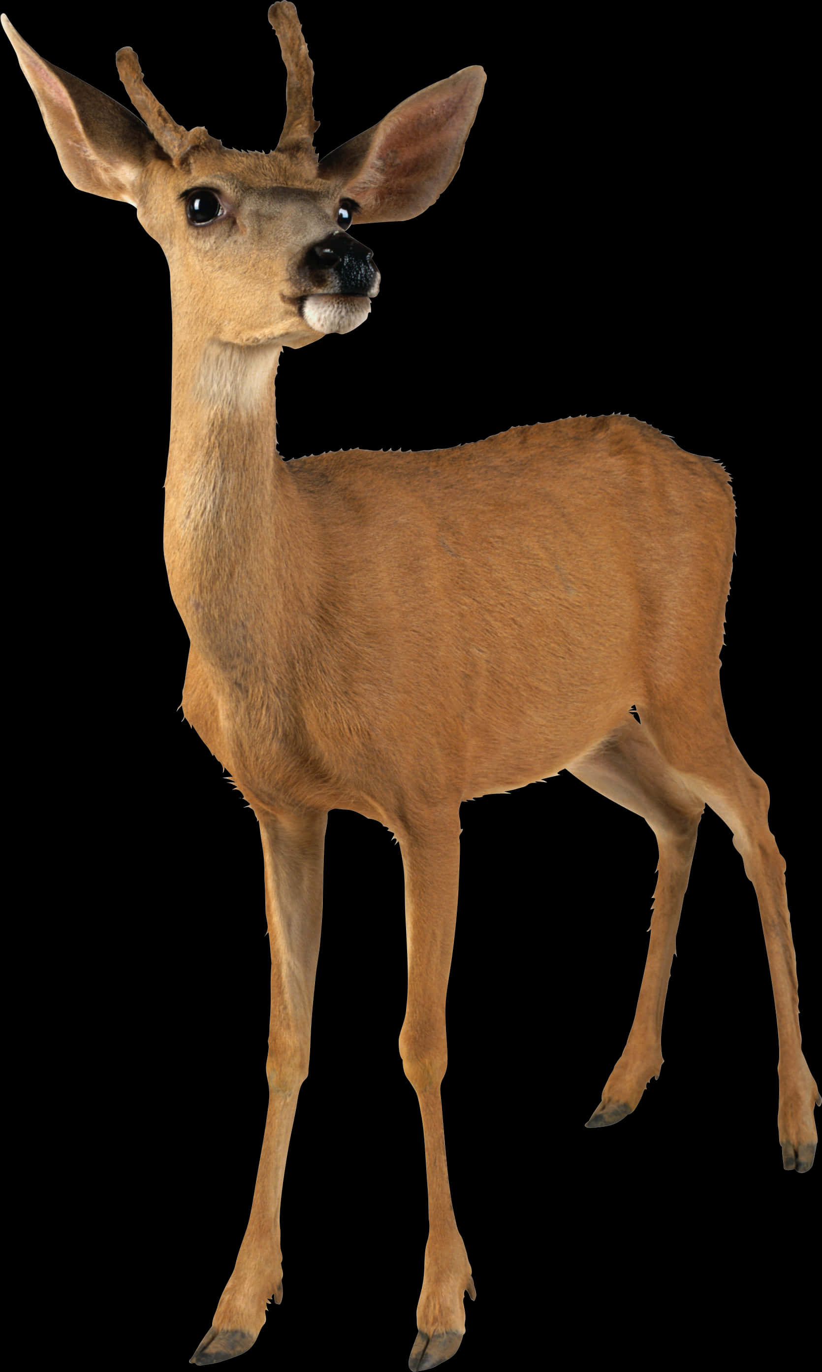 Alert Young Deer Black Background PNG