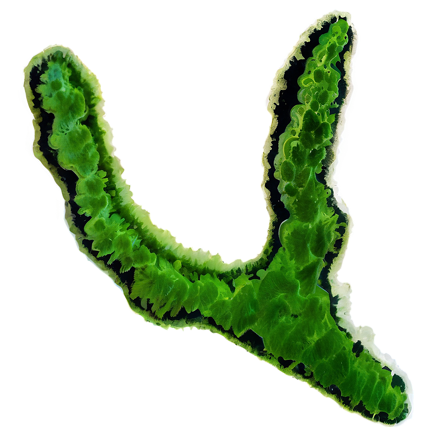 Algae C PNG