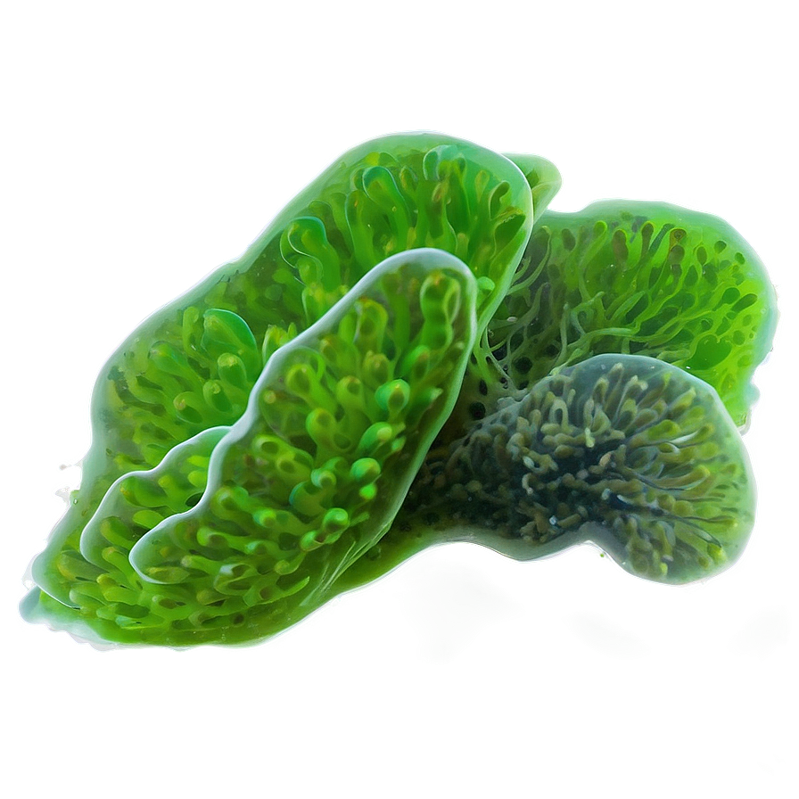 Algae In Aquarium Png Qud58 PNG