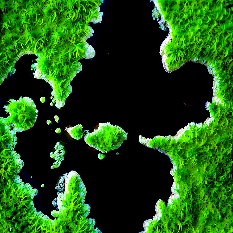 Algae In Nature Reserve Png Jot90 PNG
