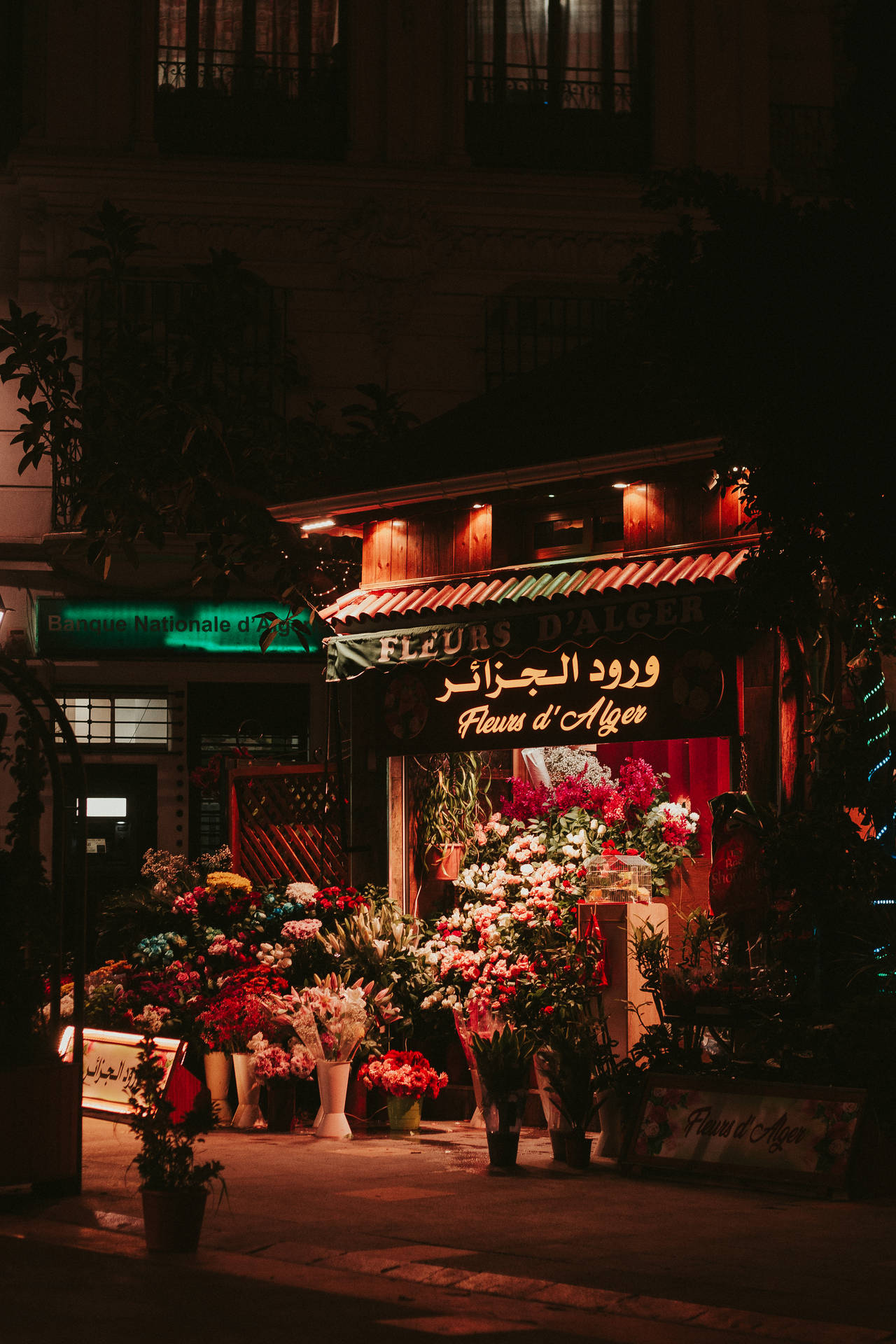 Algeria Flower Store At Night Background