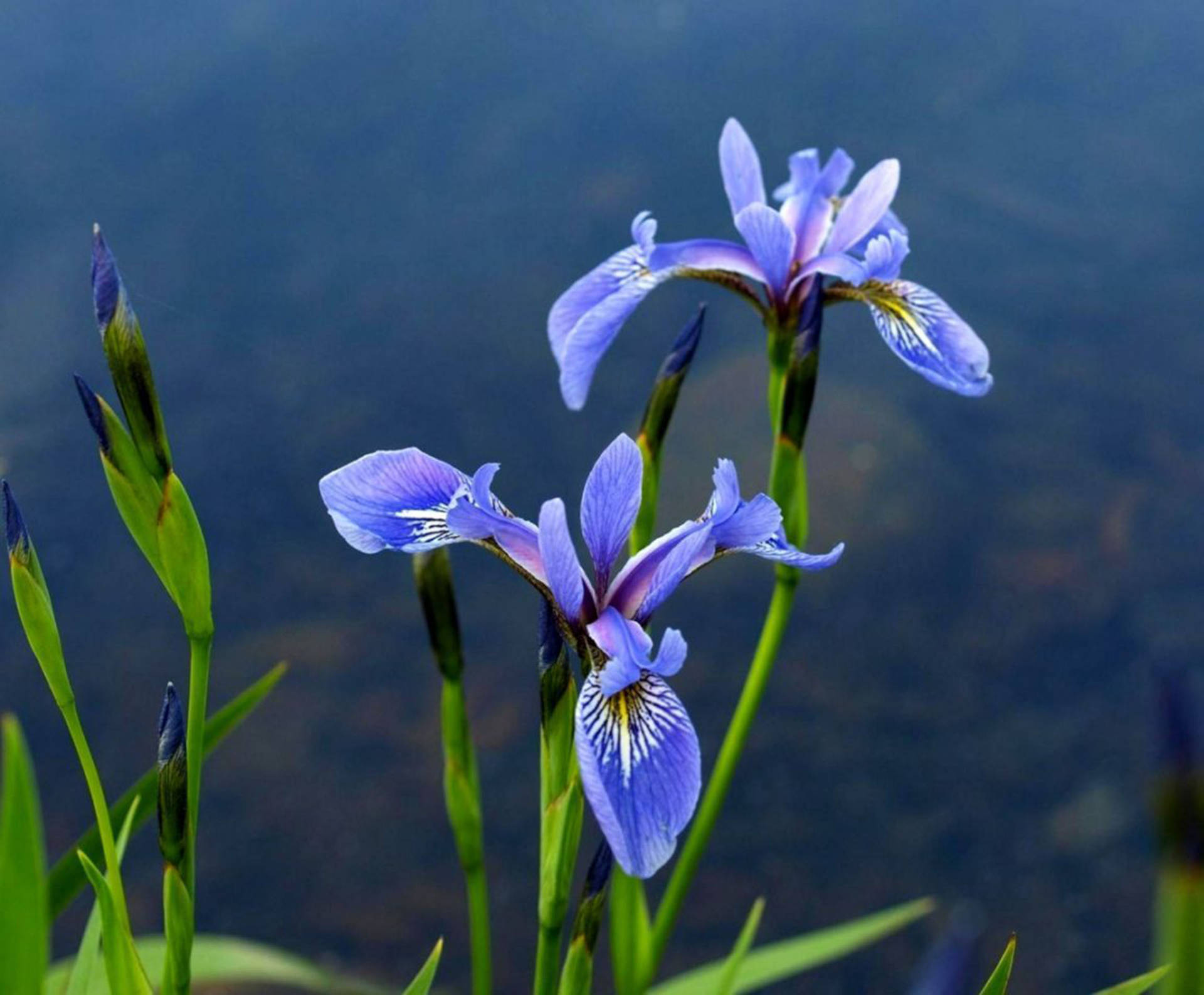 Algerian Iris Flower
