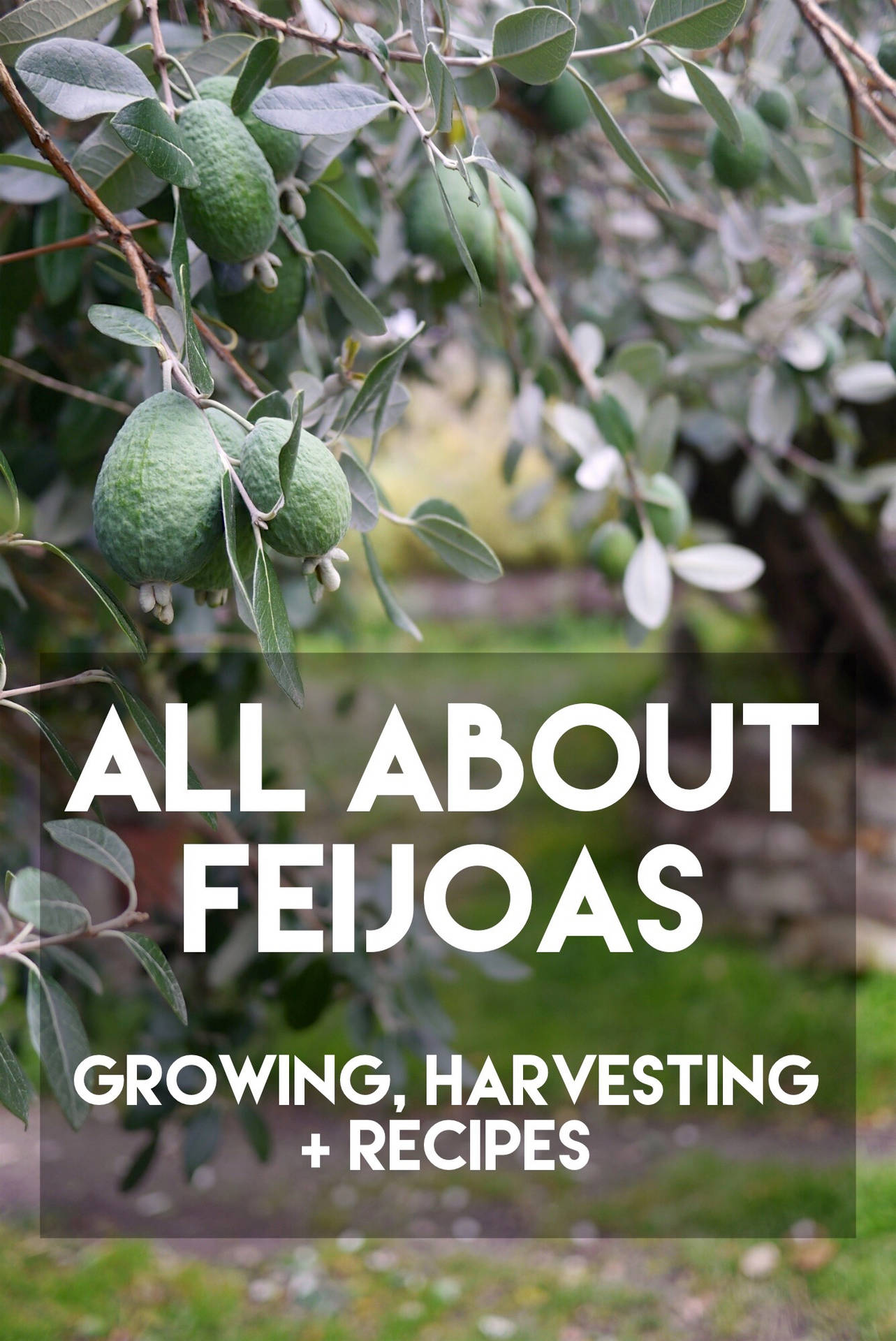 All About Feijoas Wallpaper