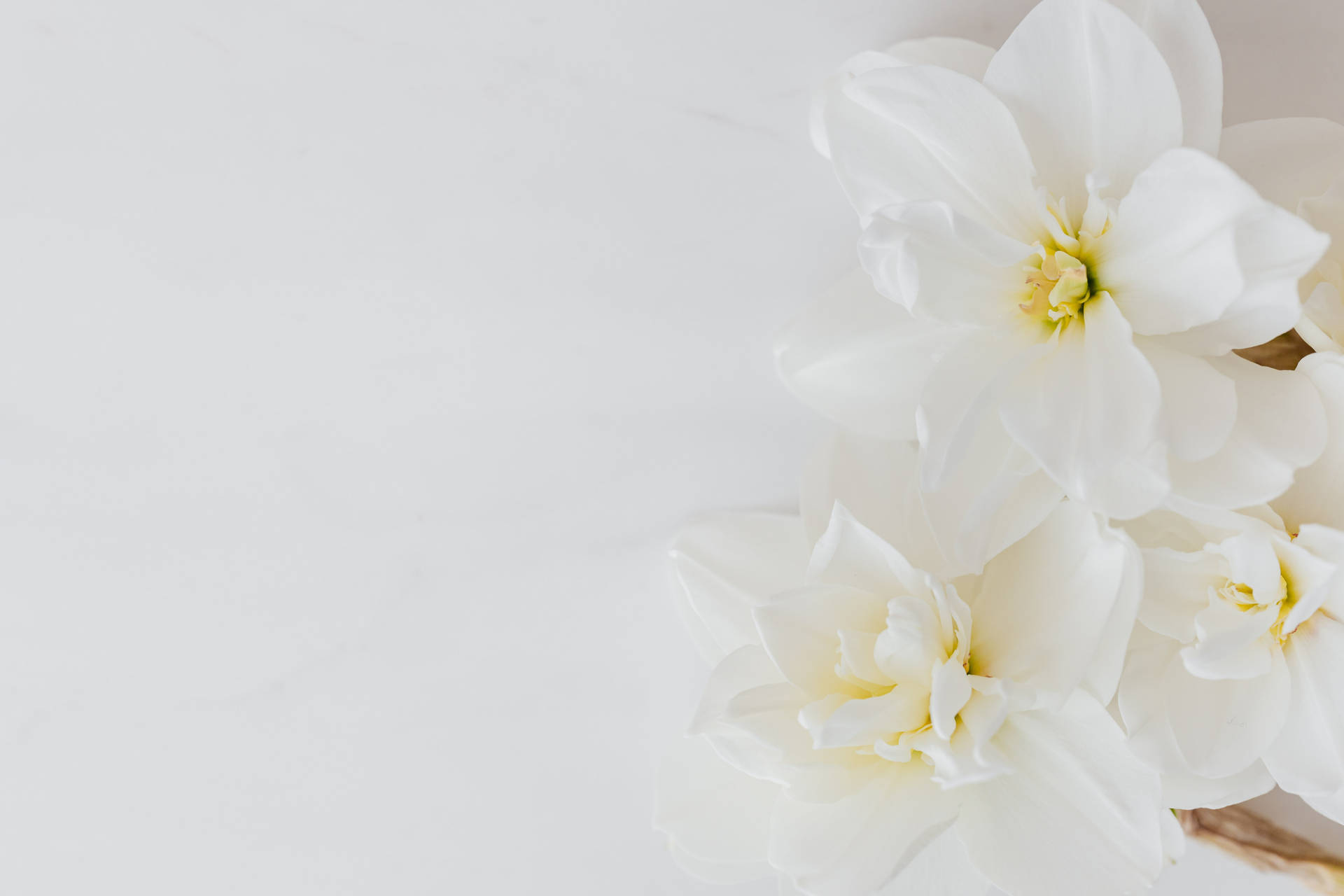 Hintergrundmit Weißen Blumen Wallpaper