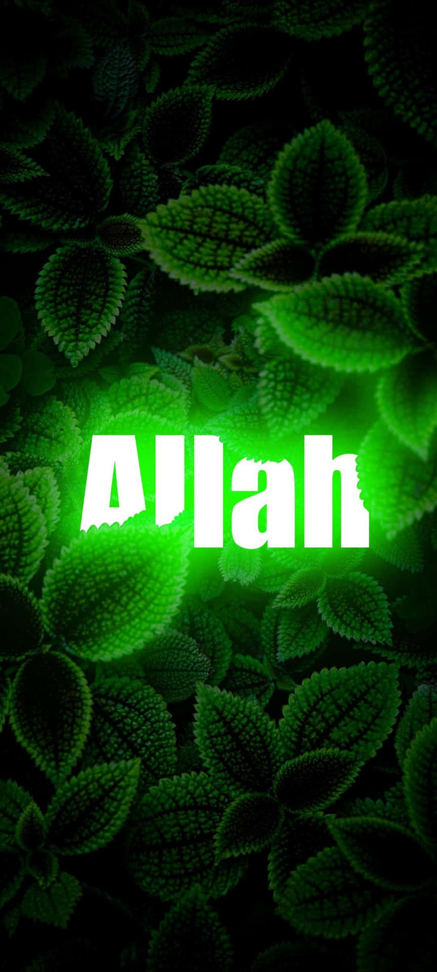 Allah is the Supreme Creator and Source of all life