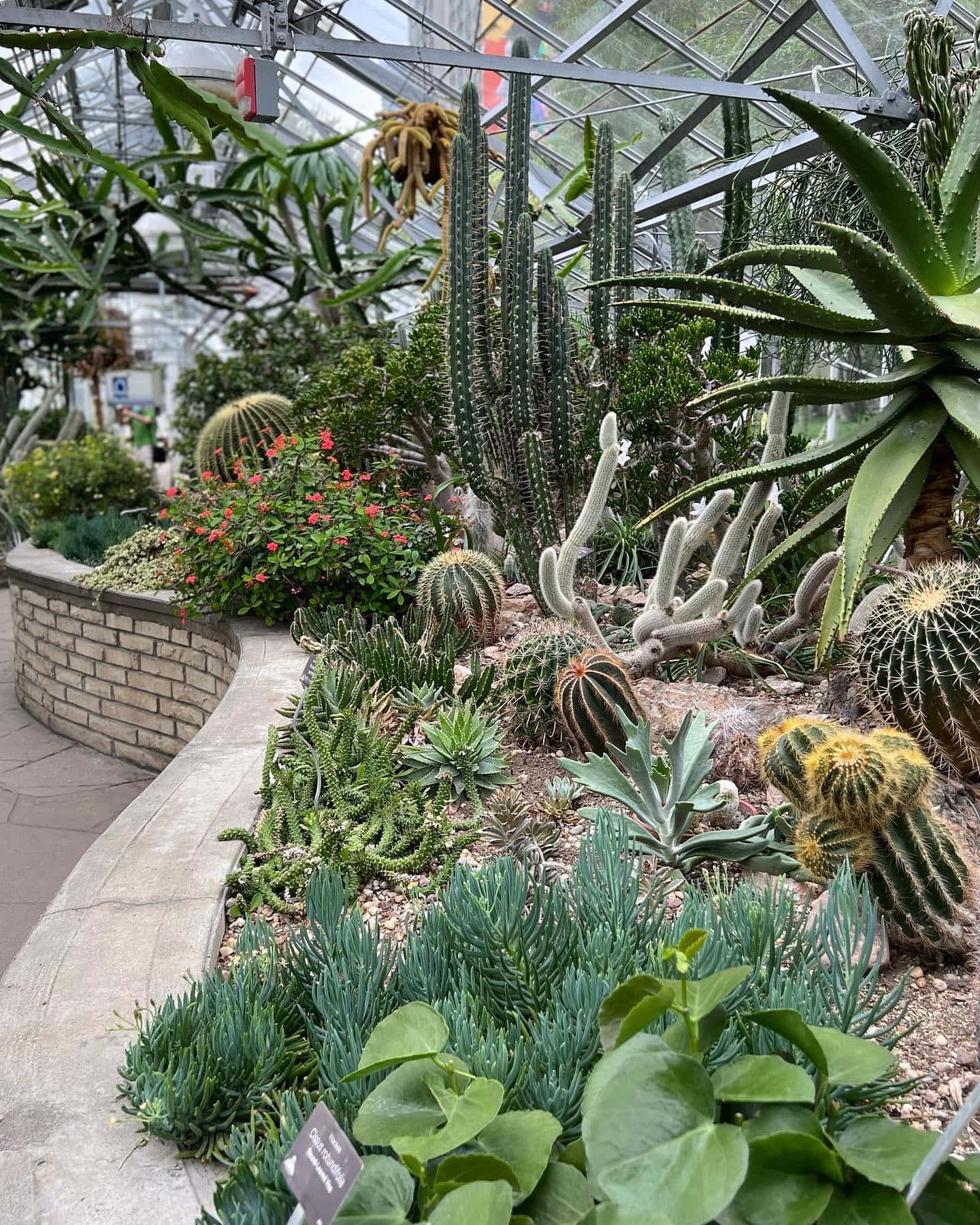 Allan Gardens Conservatory Cactus Collection Wallpaper