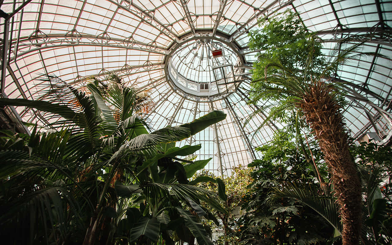 Allan Gardens Conservatory Domeand Tropical Plants.jpg Wallpaper