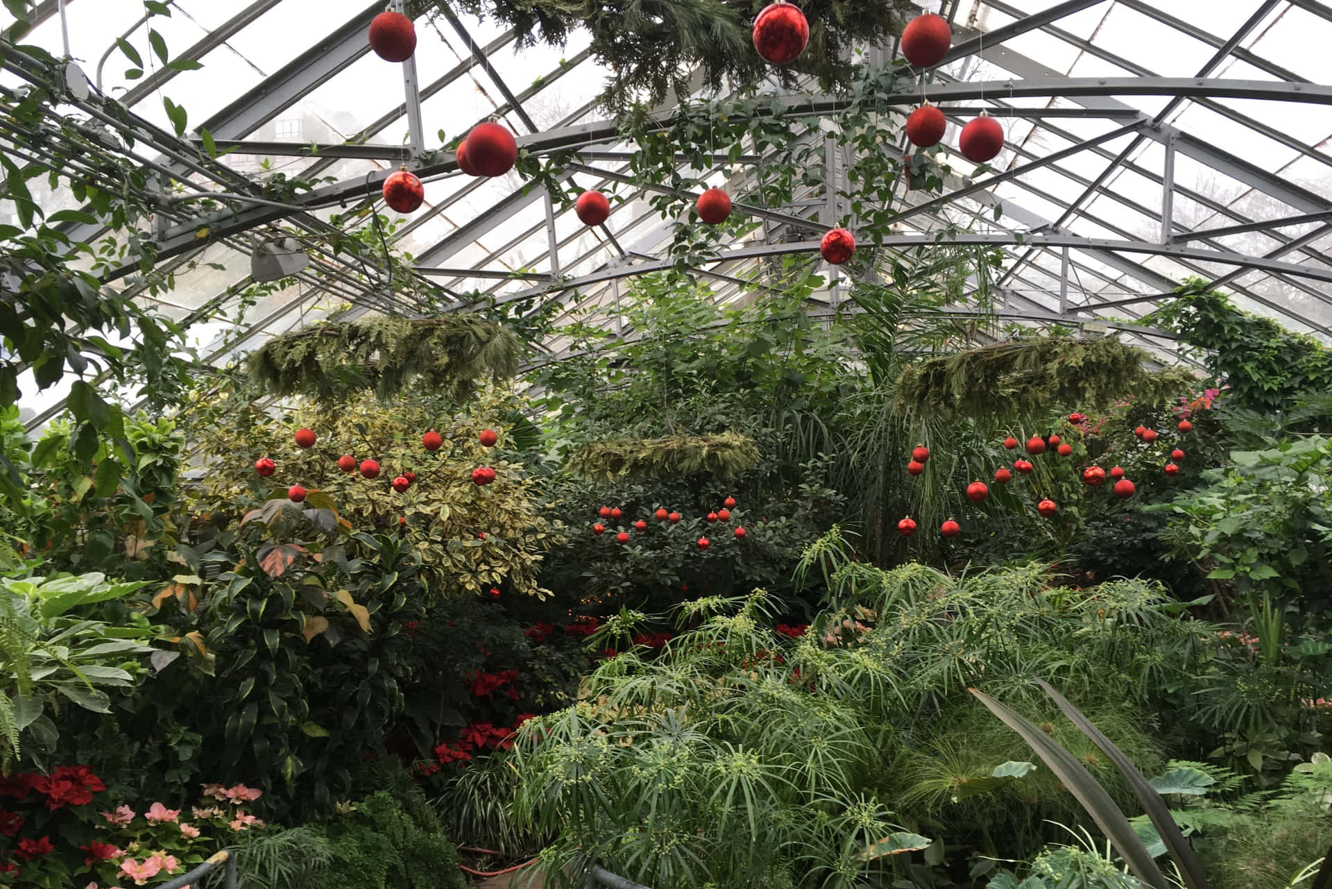 Allan Gardens Conservatory Holiday Decor Wallpaper