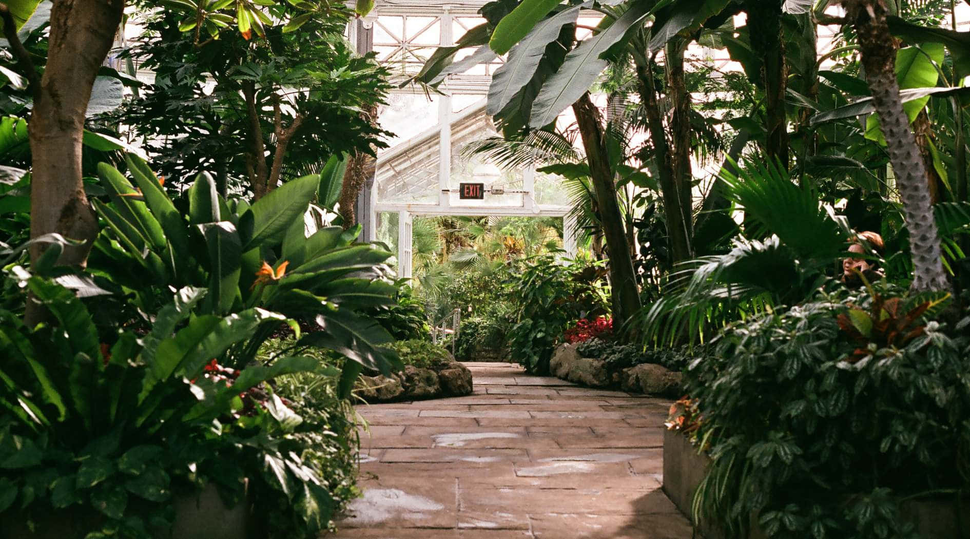 Allan Gardens Conservatory Interior Pathway Wallpaper