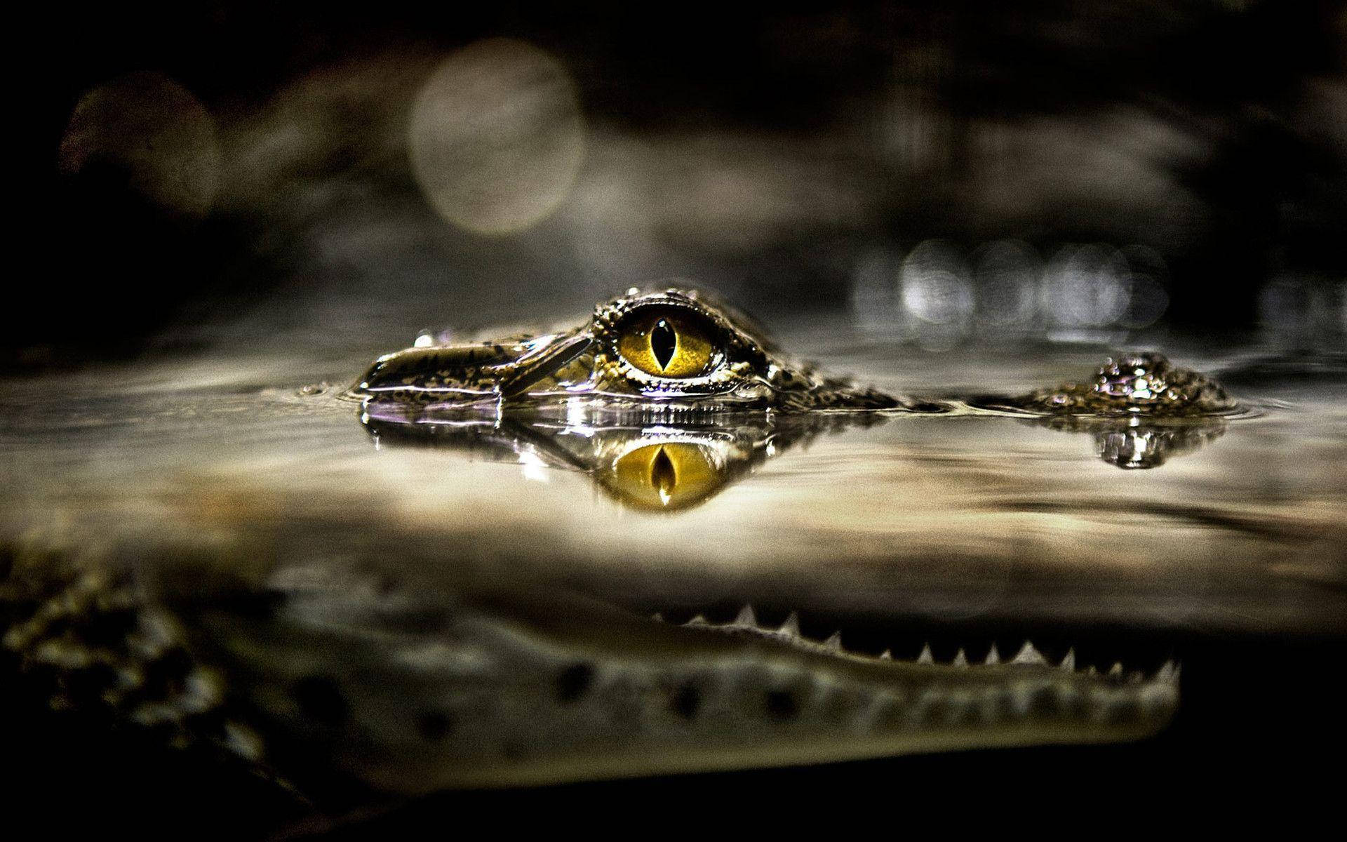 Alligatordjur Ögon. Wallpaper