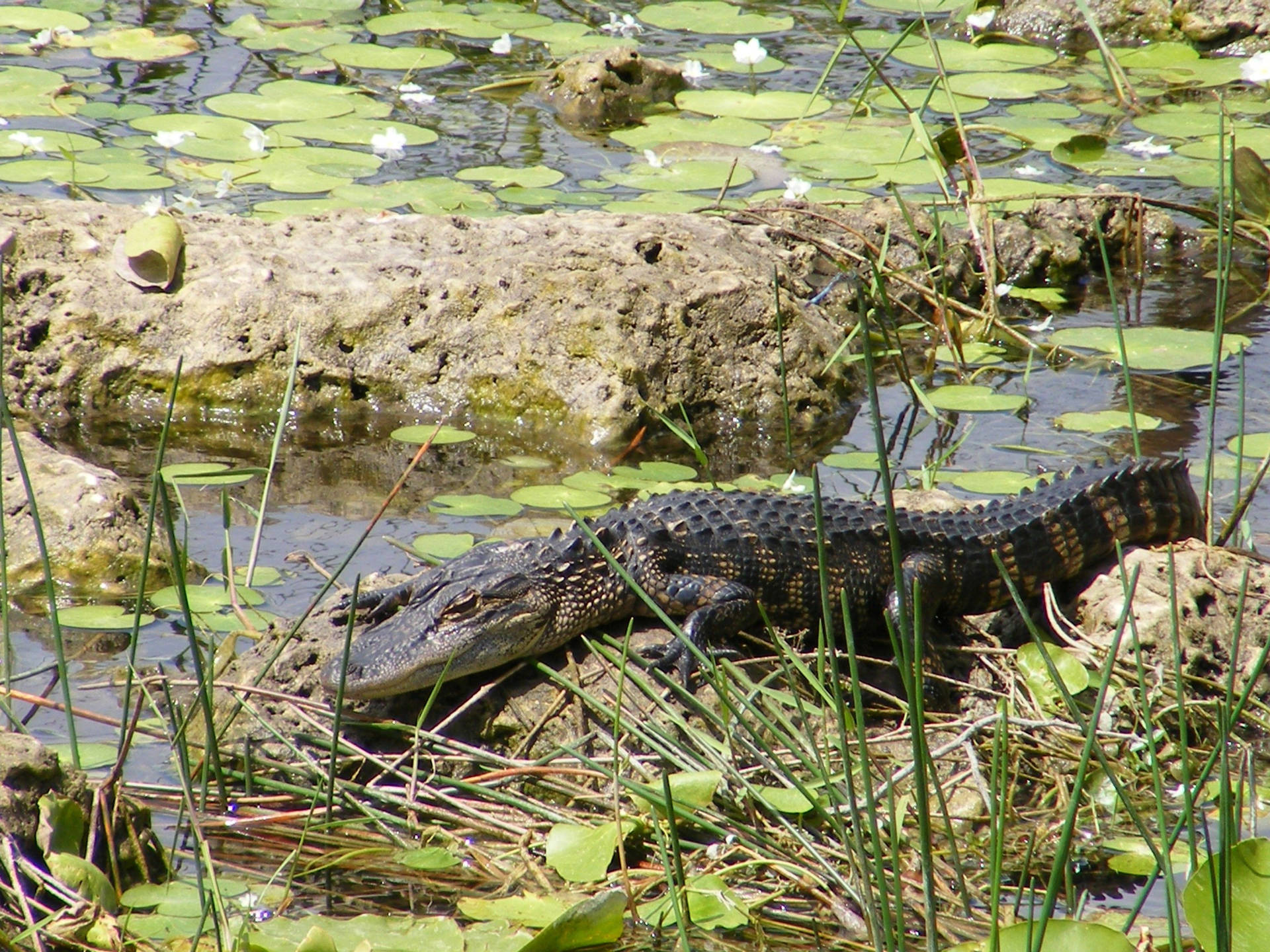 Alligator At Everglades National Park Wallpaper