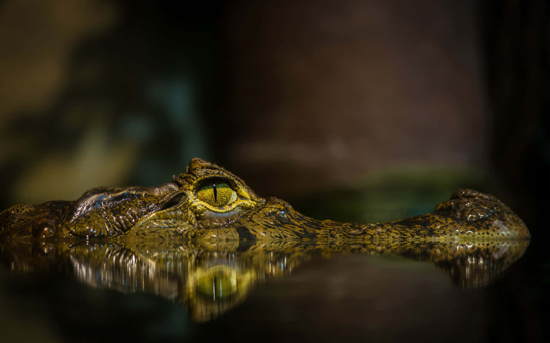 Alligator Floating in a Lake