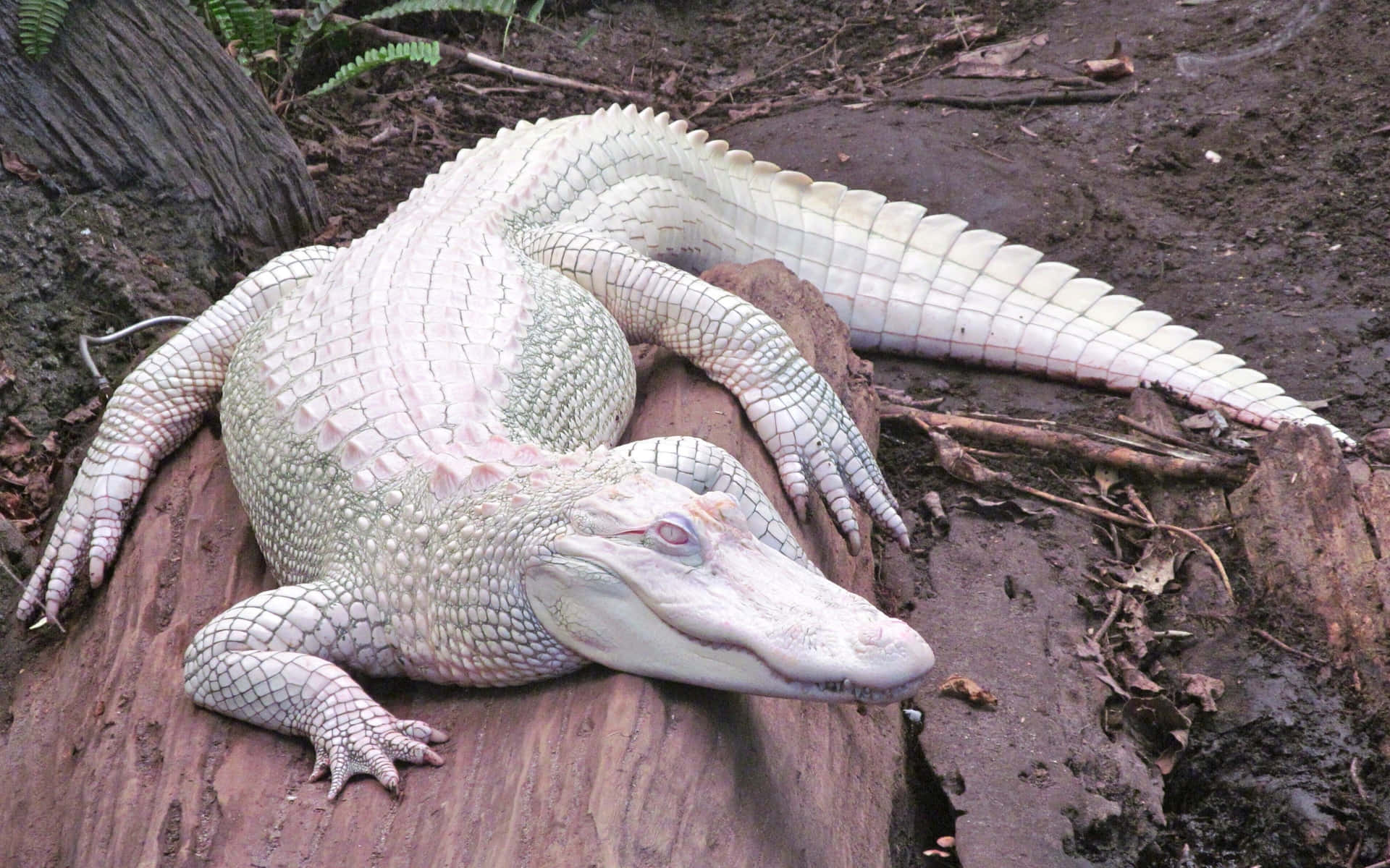 Etglimt Af En Alligators Naturlige Habitat.