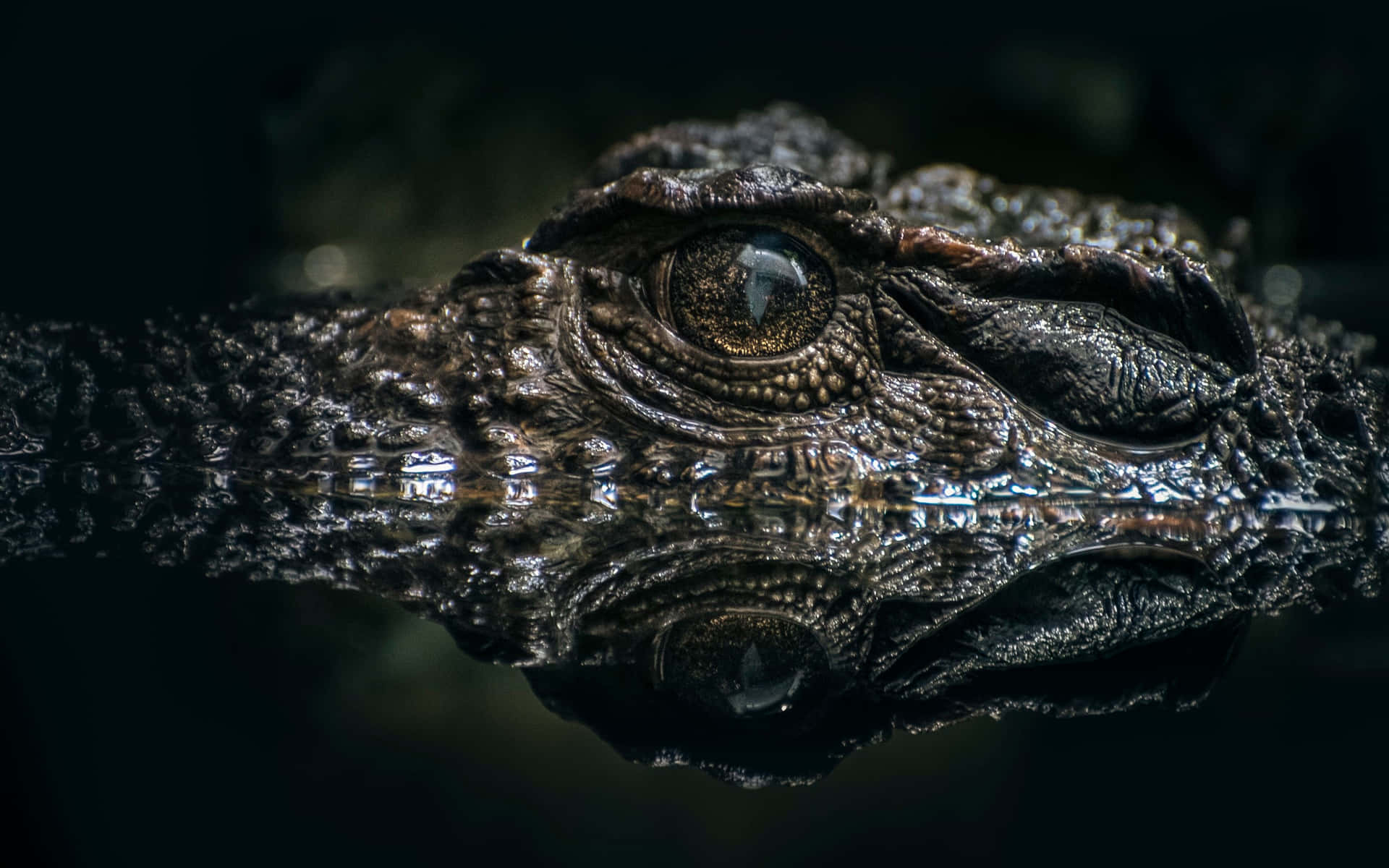 A closeup of an alligator's head on a cold winters day.