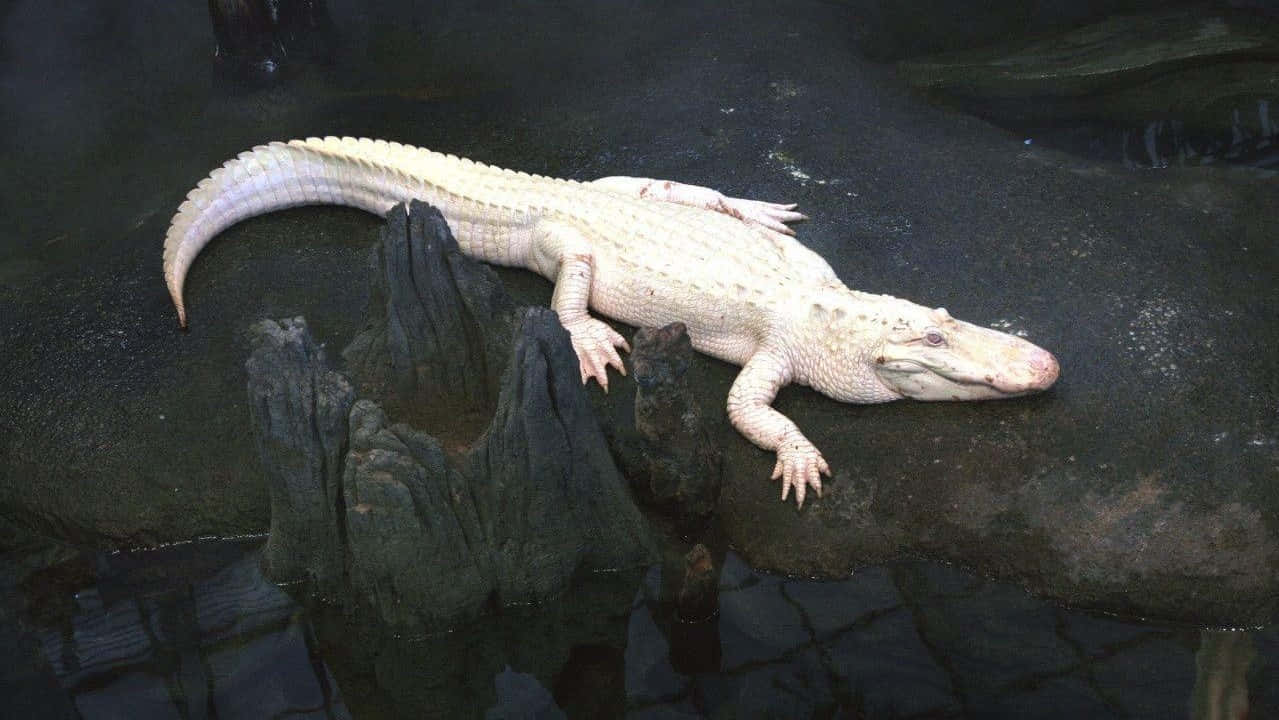Etforbløffende Alligator, Der Passer Sine Egne Sager I Sit Naturlige Og Smukke Habitat.