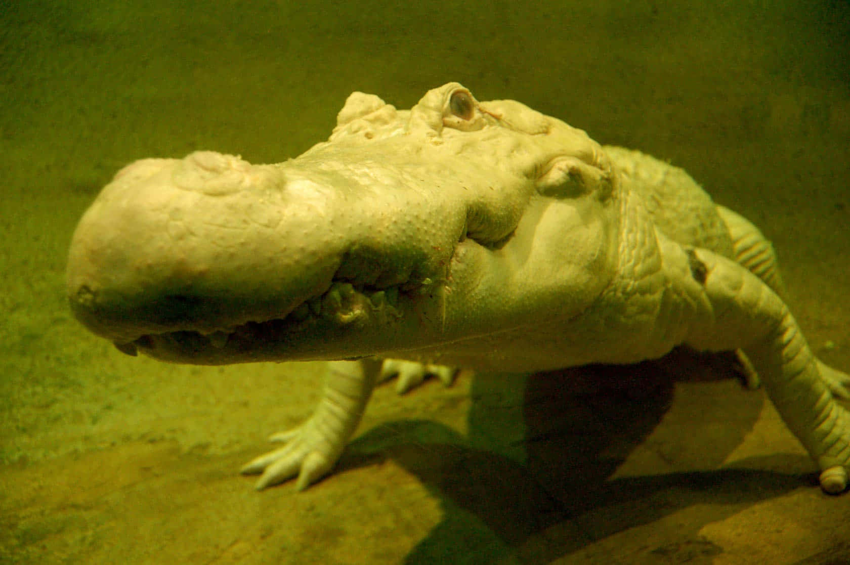 Enamerikansk Alligator Køler Af I Det Varme Marskland