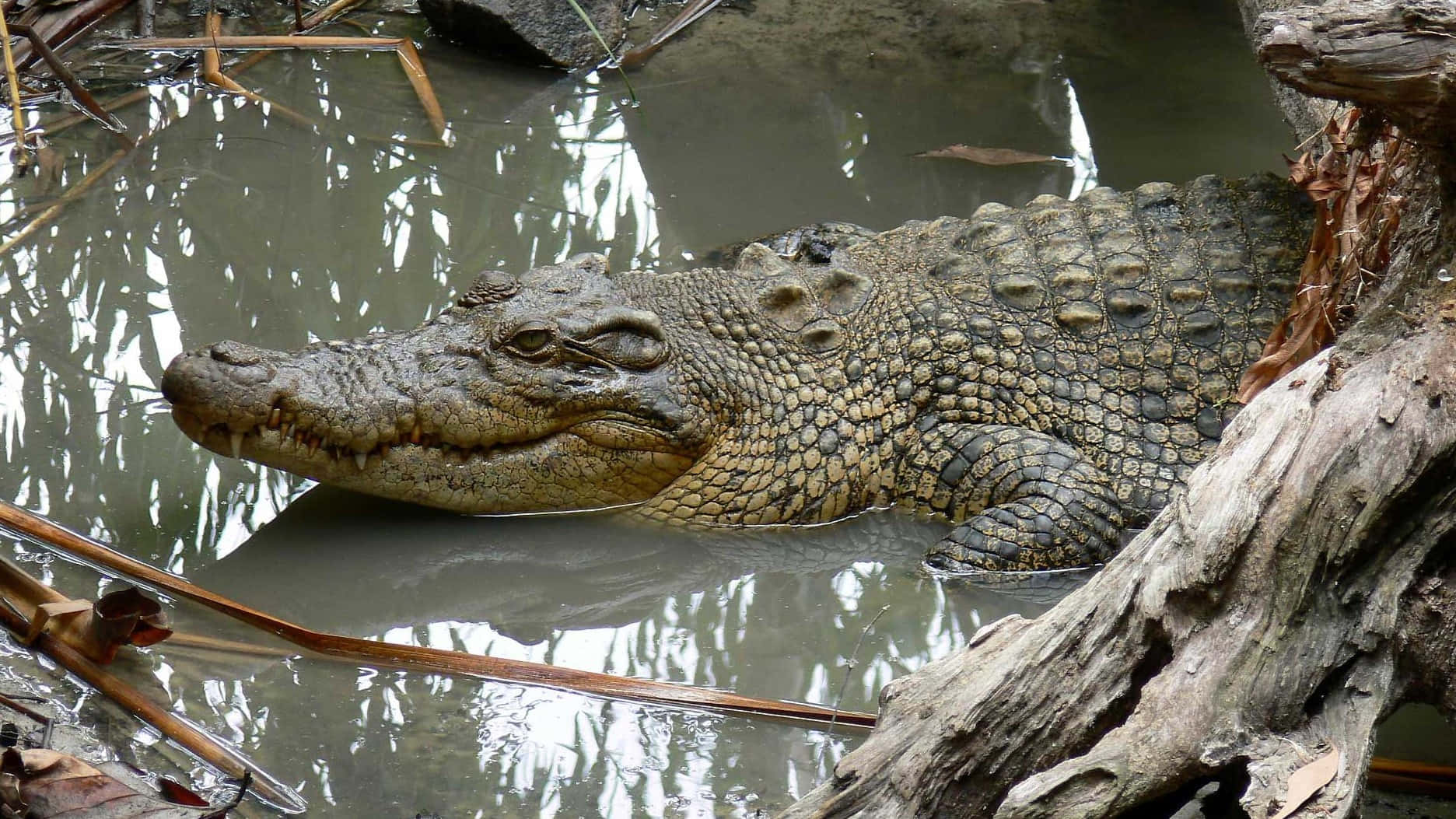 An Alligator resting in its natural habitat