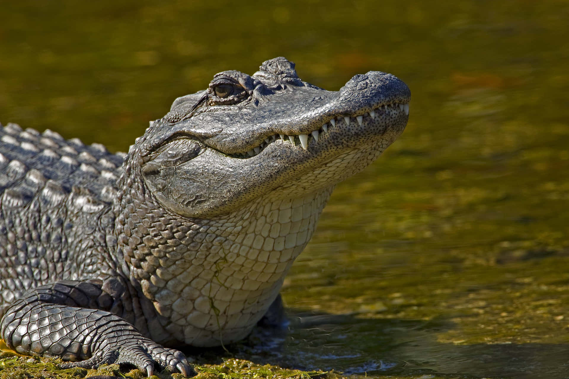 Ennärbild På En Alligators Fjäll.