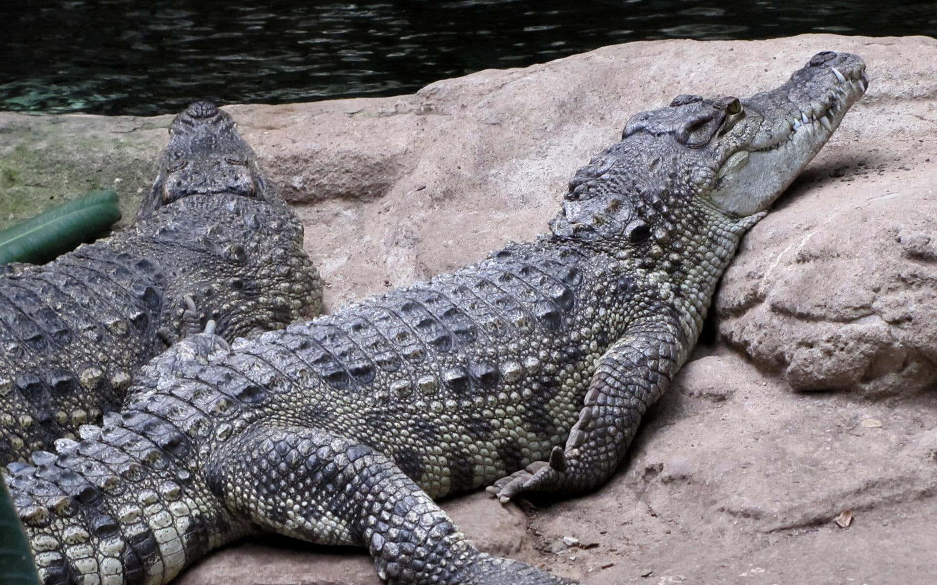 Alligator enjoying the sun