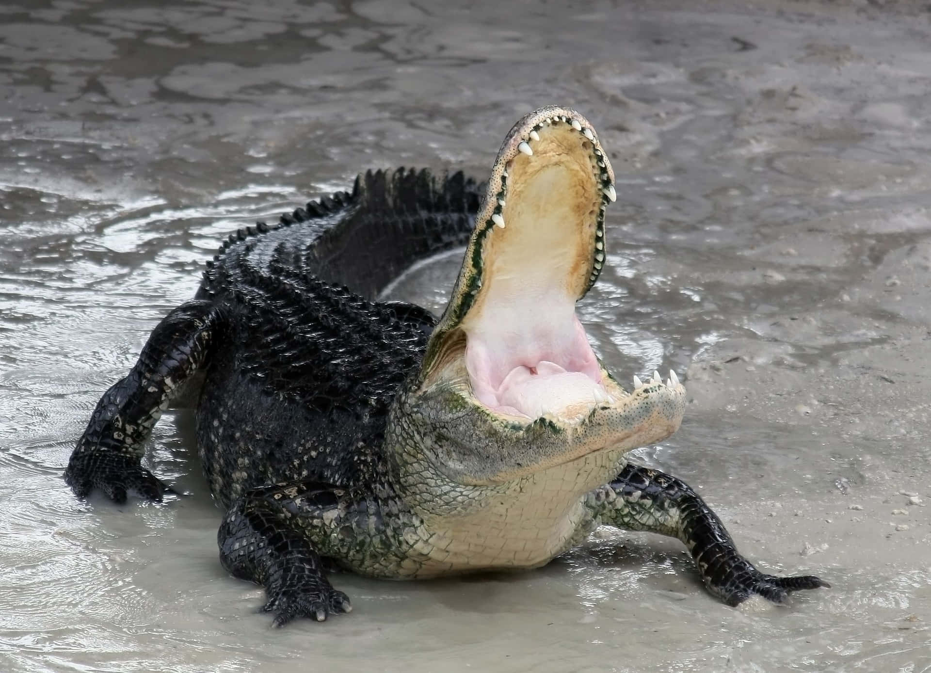 Alligator in the wild, monitoring its natural habitat