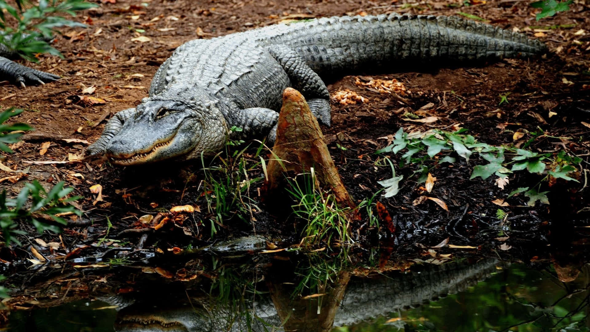 Enlömsk Alligator Lurar I Vattnet.