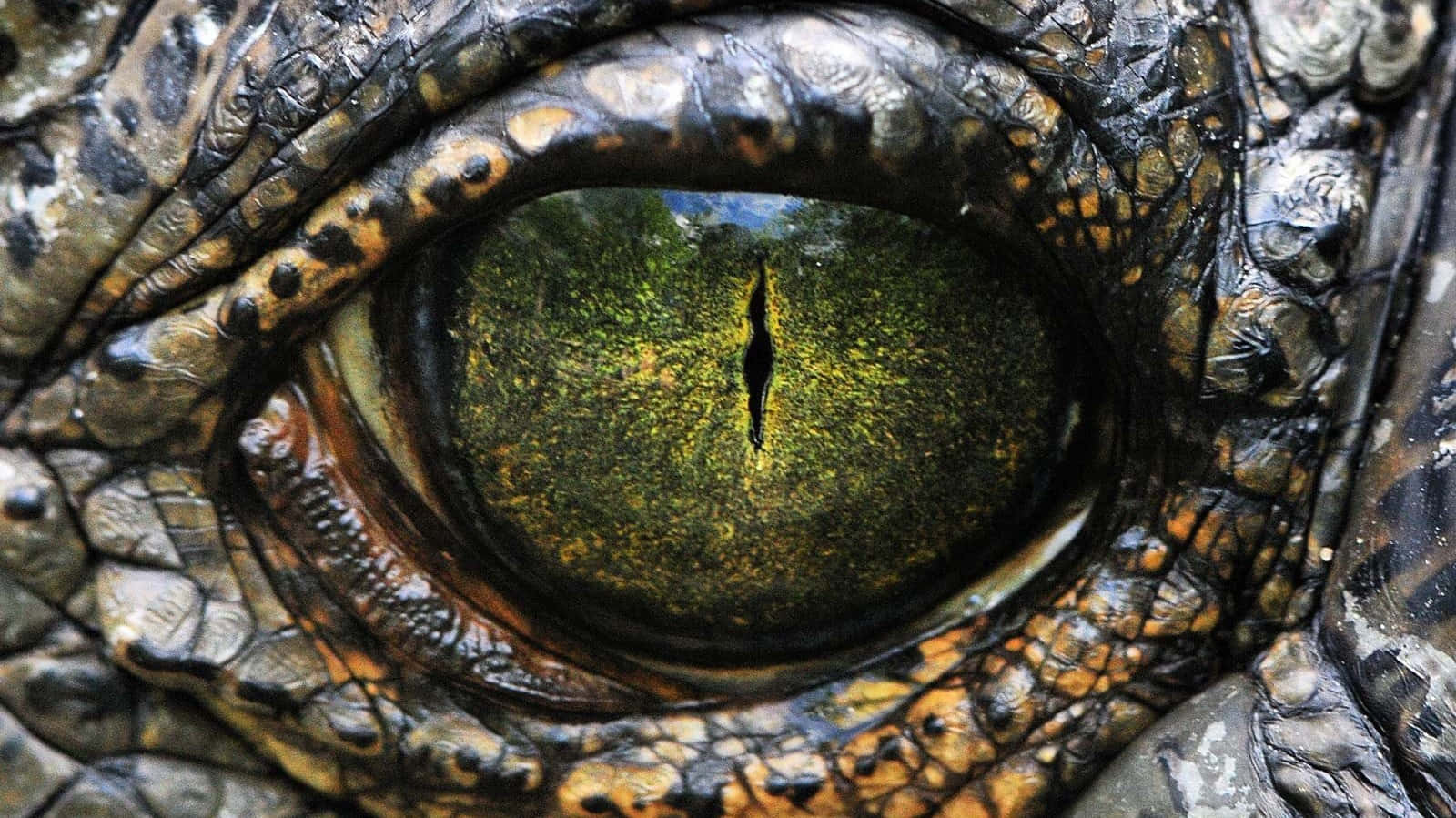 Etnærbillede Af En Alligator's Øje.