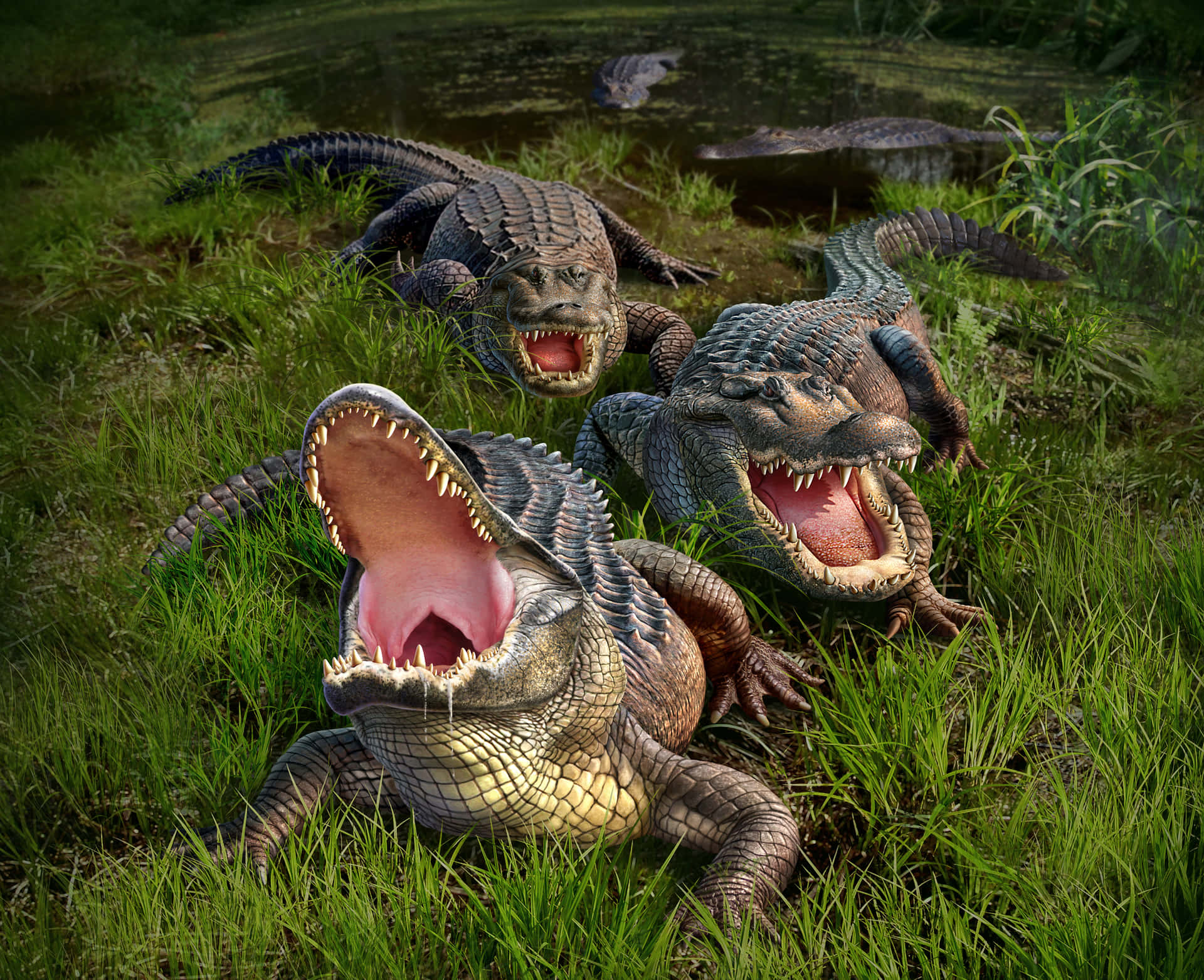 Ennärbild Av En Vuxen Alligator.