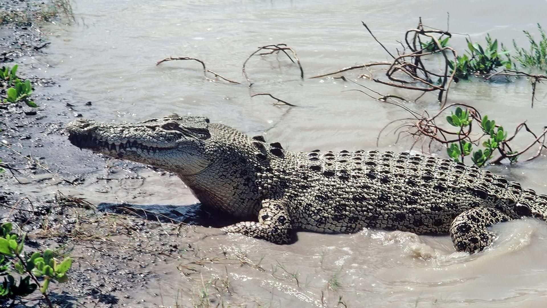 An alligator lounging in the sun