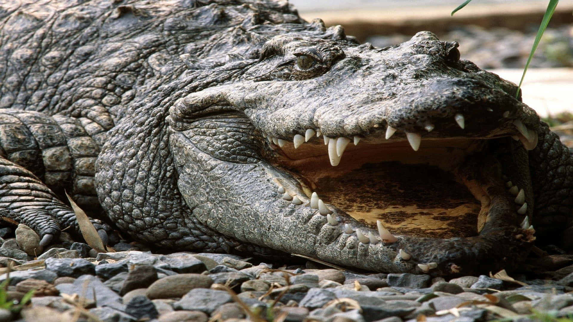 Enbildtext Av En Alligator I Dess Naturliga Miljö
