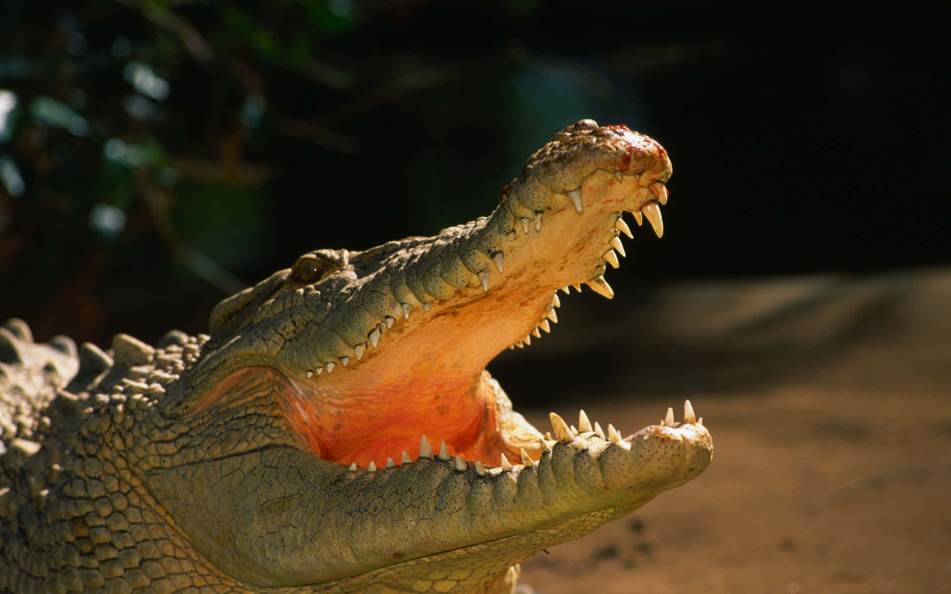 A magnificent view of an alligator underwater