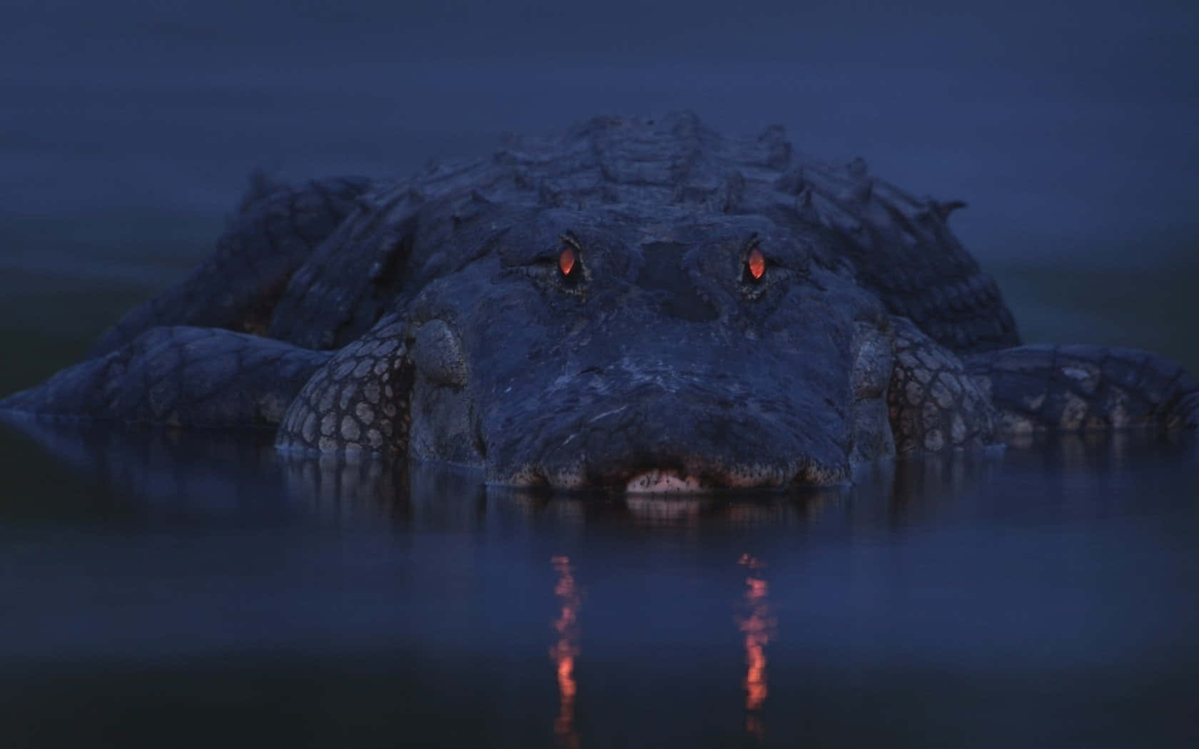 Etglimt Af Naturen - En Alligator.