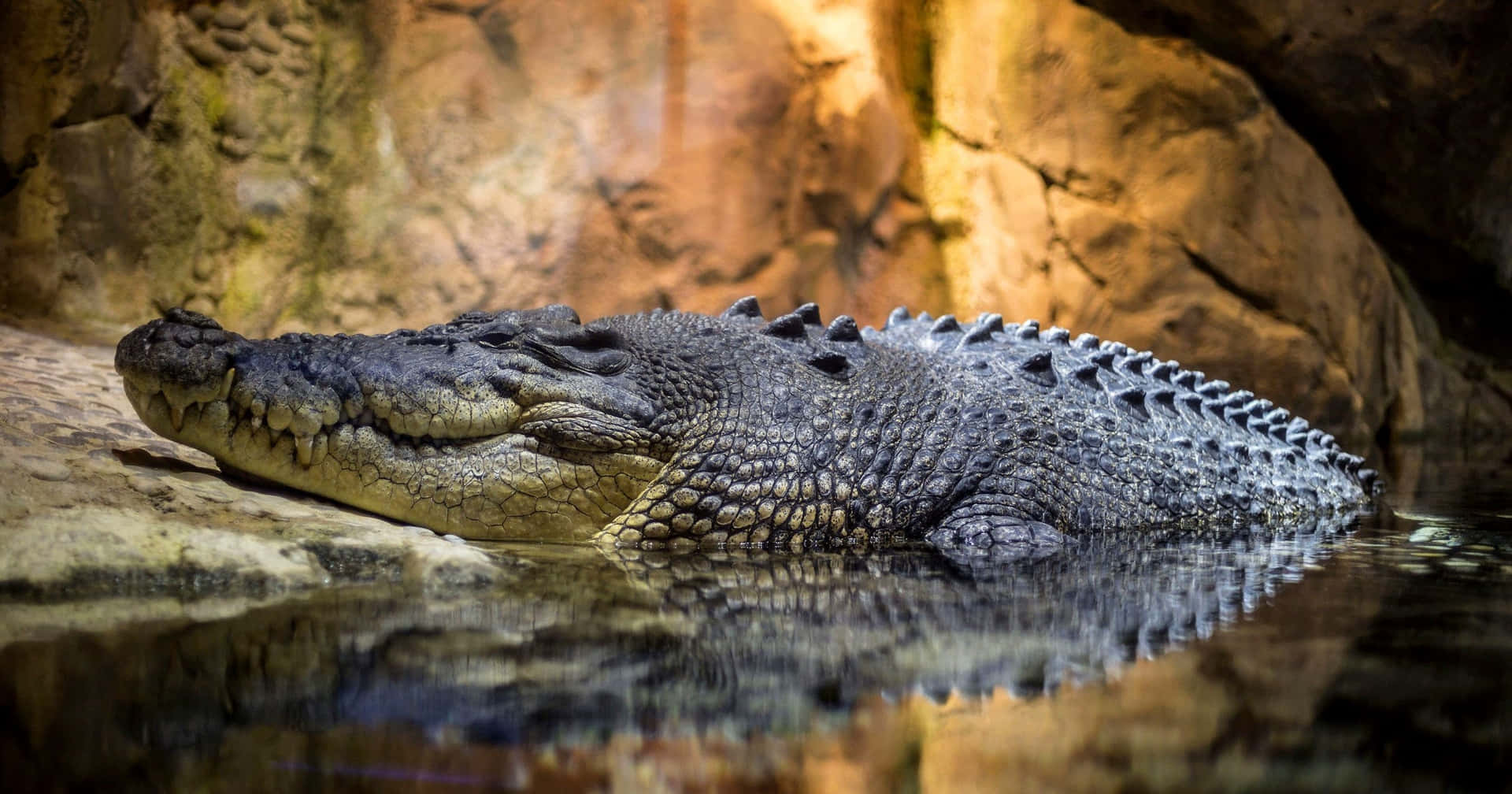 Einalligator Schwimmt In Seinem Natürlichen Lebensraum.