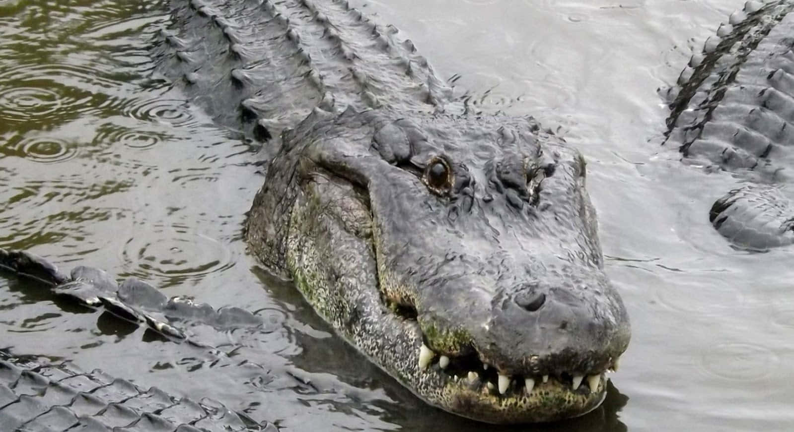 Närbildpå En Alligator I Det Vilda.