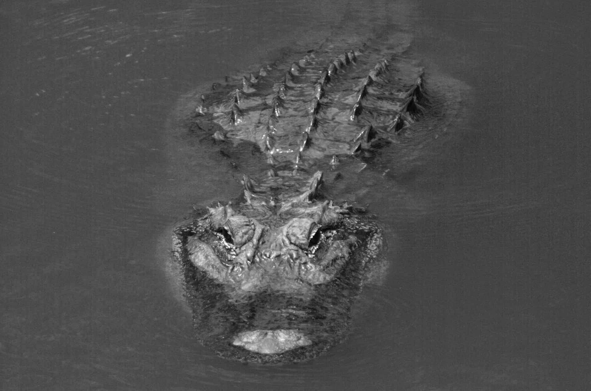 Einalligator, Der Seine Beute Beobachtet.