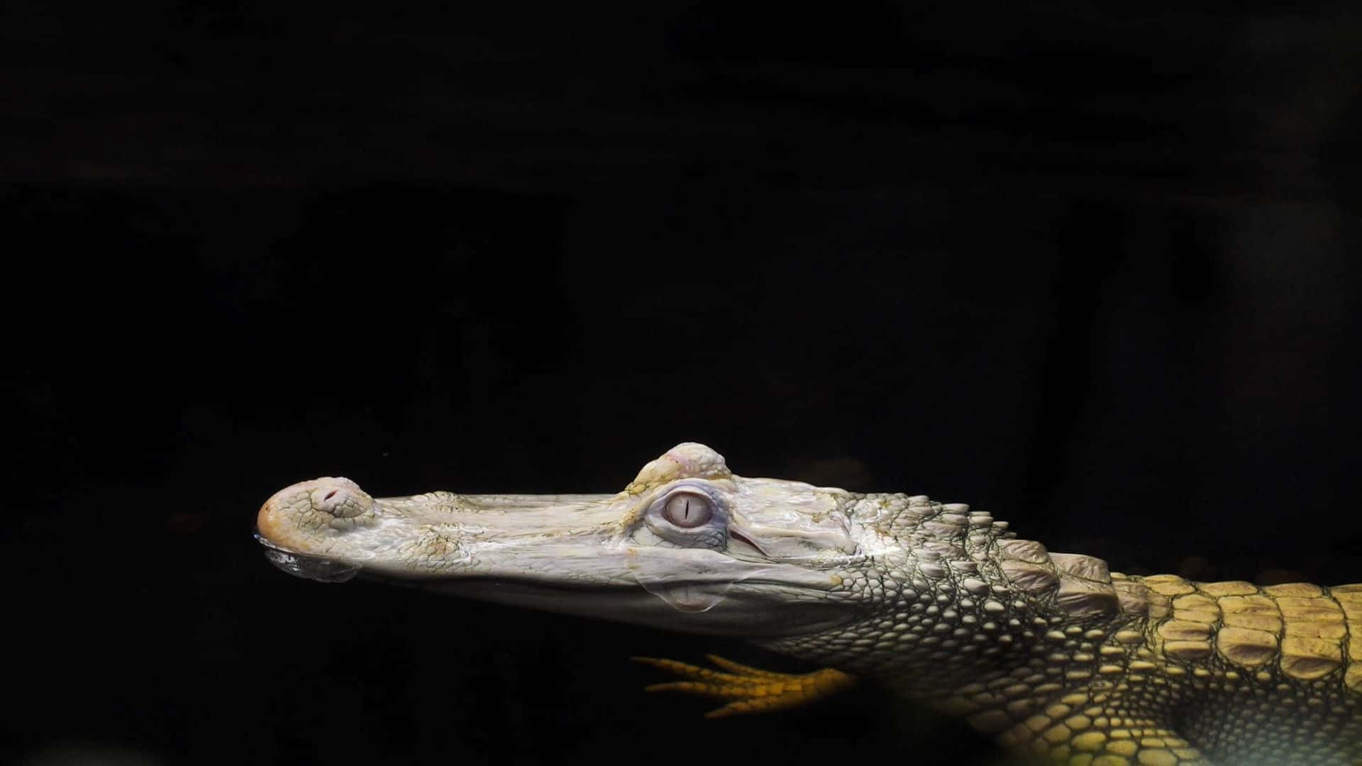 Enmajestätisk Alligator Som Solar Sig I Solen
