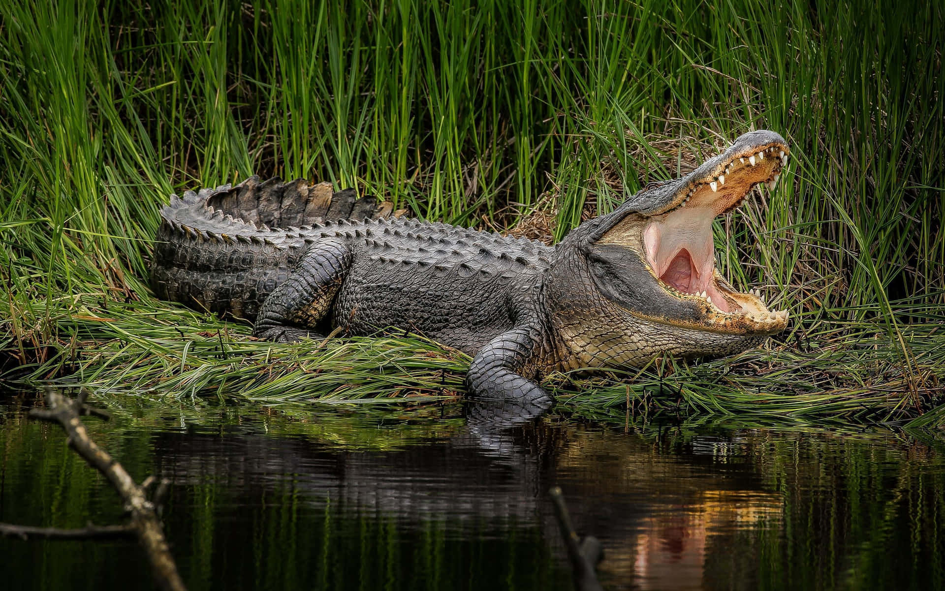 An alligator sunbathing in tropical weather