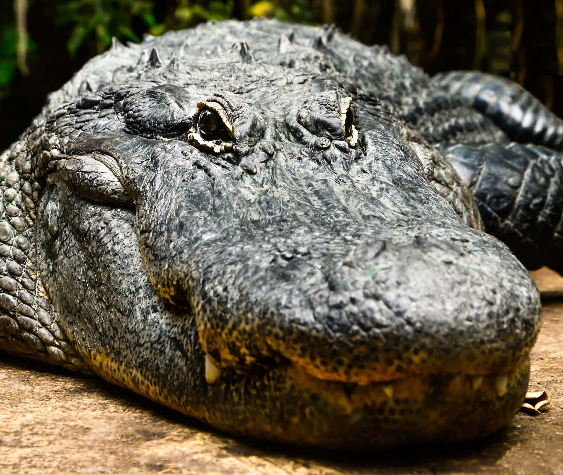 Nærbilledeaf Alligator-snude.