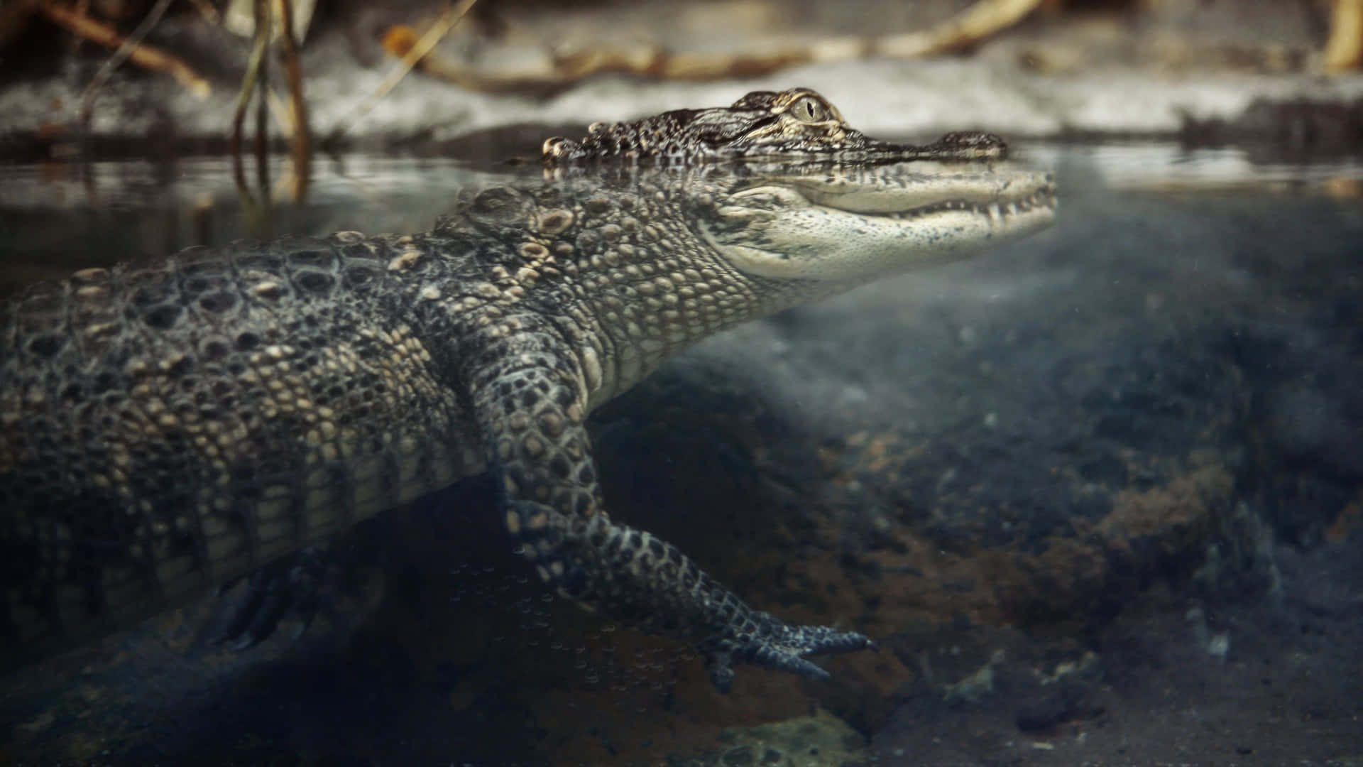 Ennärbild Av En Alligator Som Slappar Lata I Den Varma, Tropiska Solen.