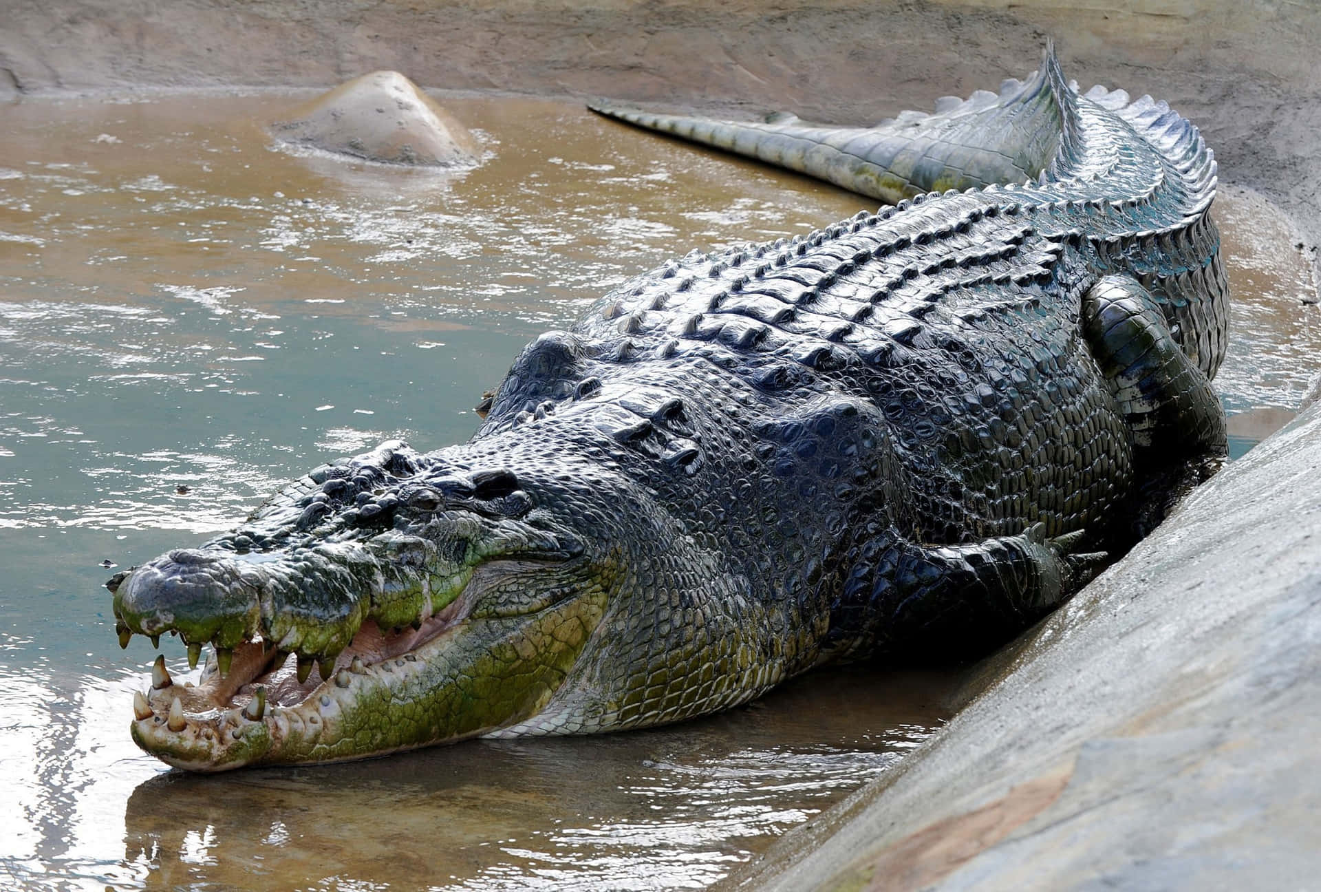 Alligatorentspannt Sich Im Sumpf