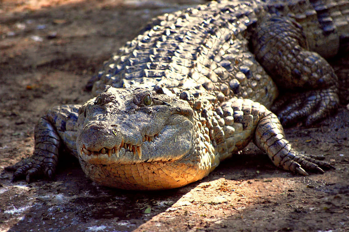 Einlederartiges Krokodil Lauert Am Sumpfigen Ufer.