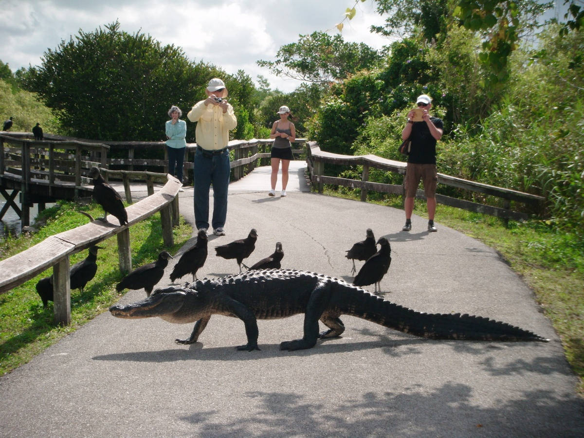 Alligator On Road Everglades National Park Wallpaper