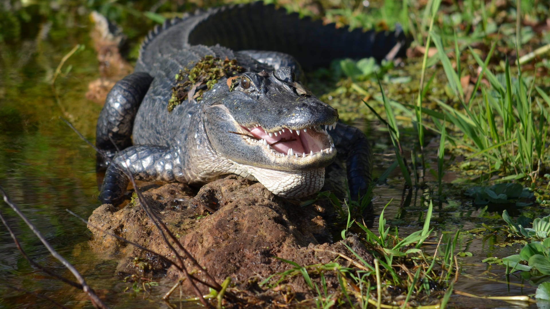 Alligator On Wetland Everglades National Park Picture