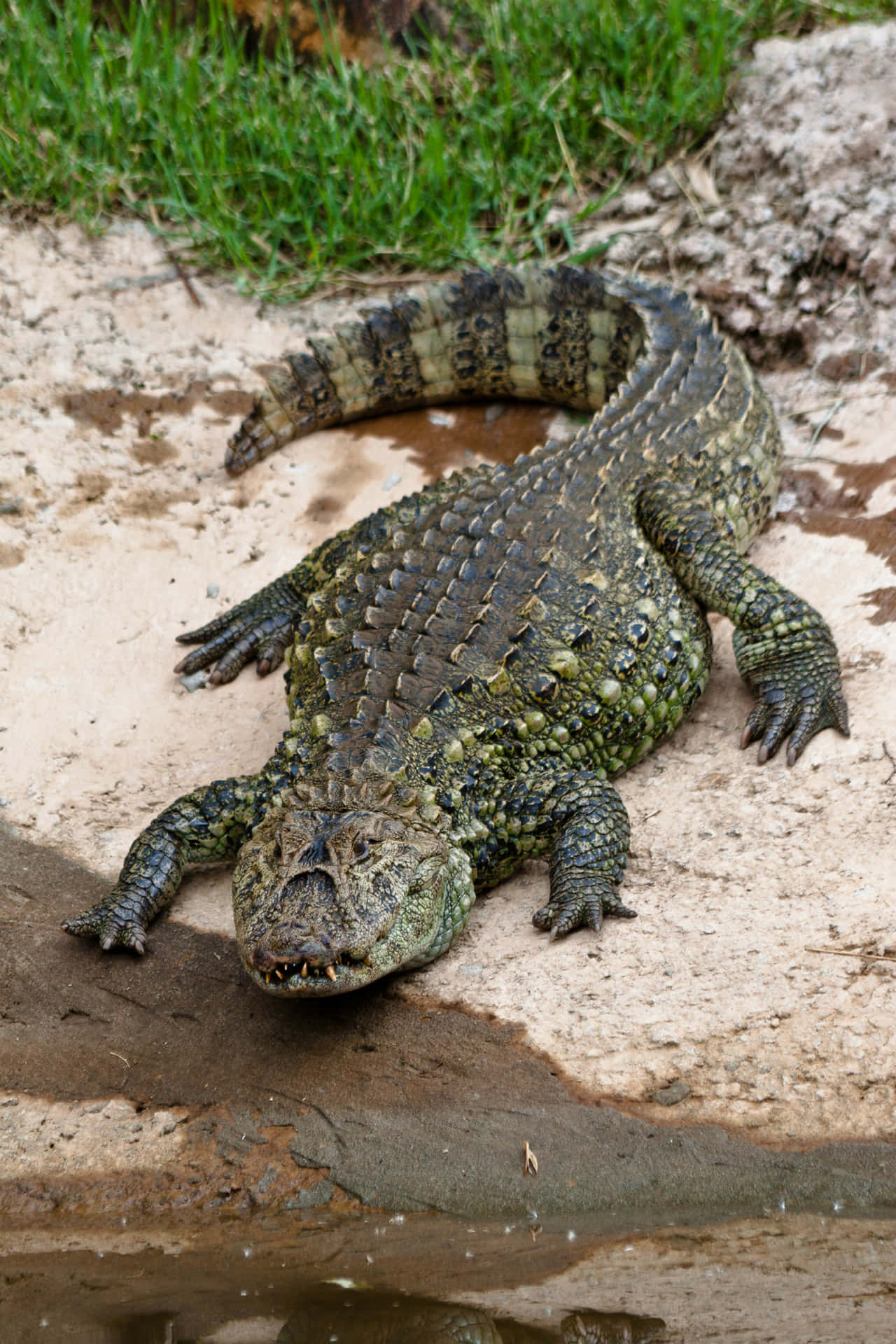 Erkundedie Natur Mit Einem Alligator