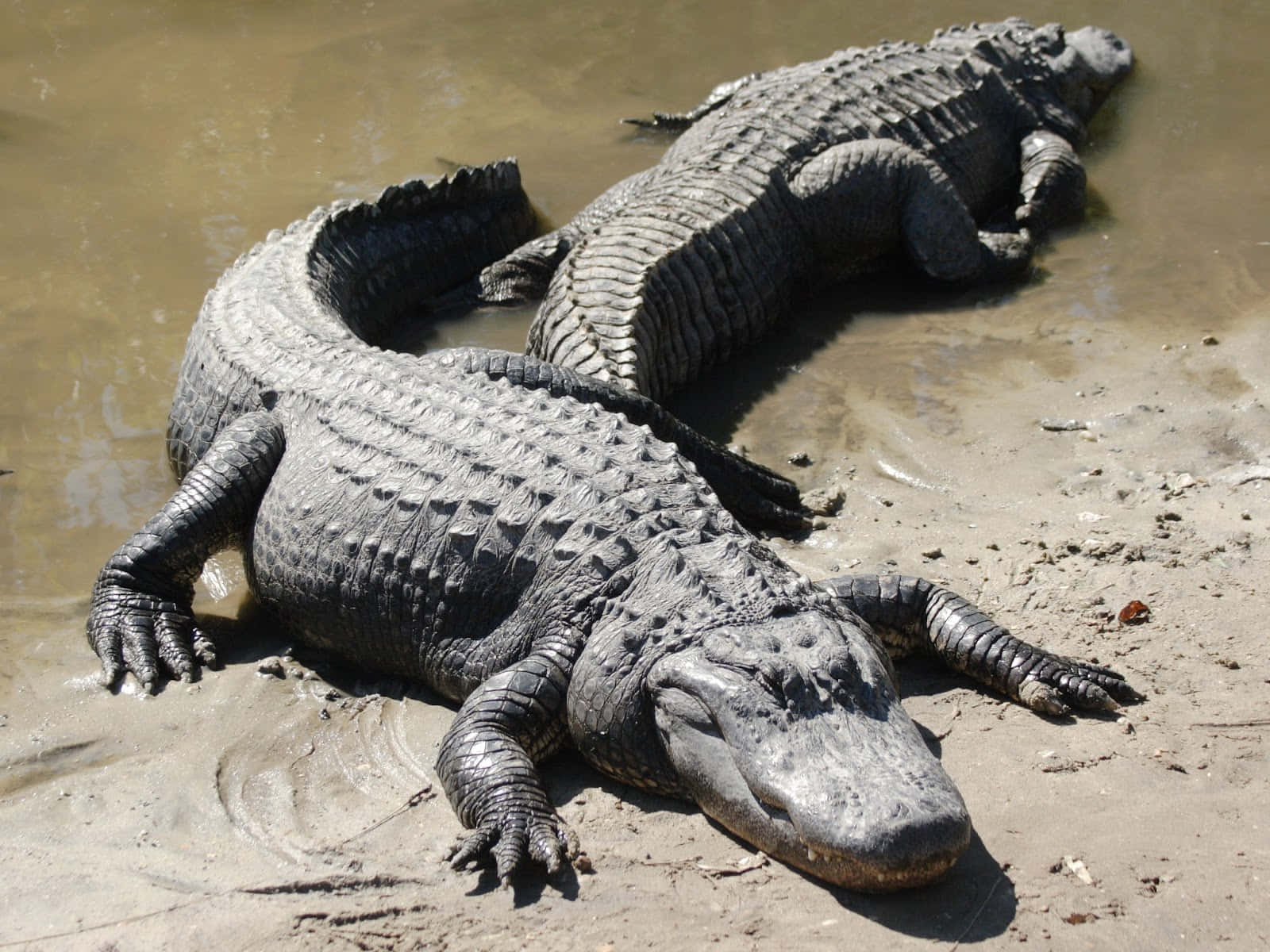 Etnærbillede Af En Alligators Øje.